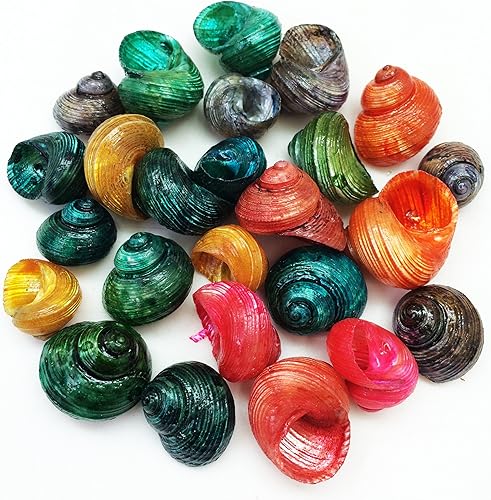 PEPPERLONELY 25 Turbos teñidos de conchas marinas de 12 pulgada  34 pulgadas