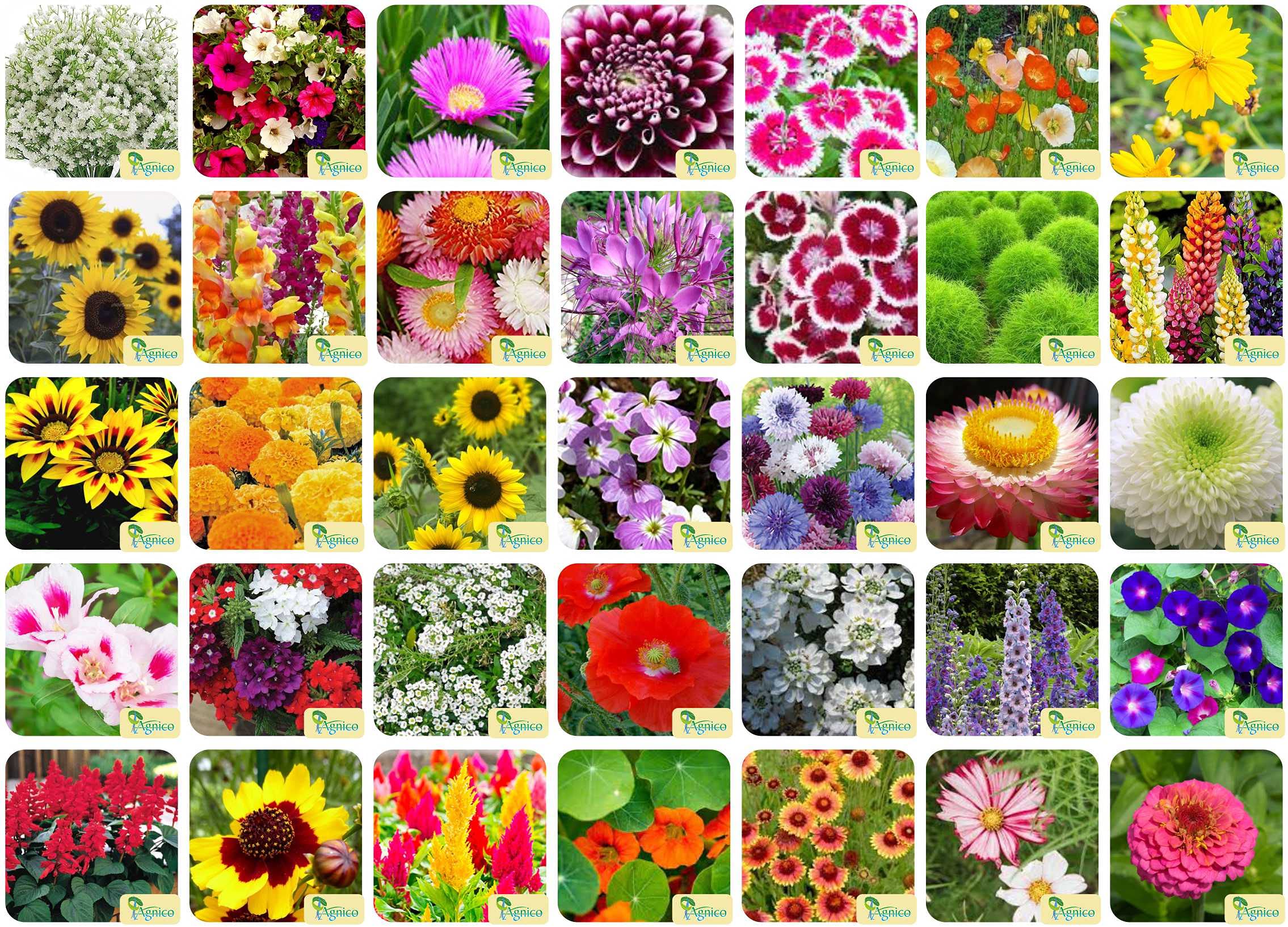 Agnico 35 Varieties of Flower 2140+ Seeds For Your Garden Beautiful Bloom High Germination Seeds with Instruction Manual (B09297JSBR) Amazon Price History, Amazon Price Tracker
