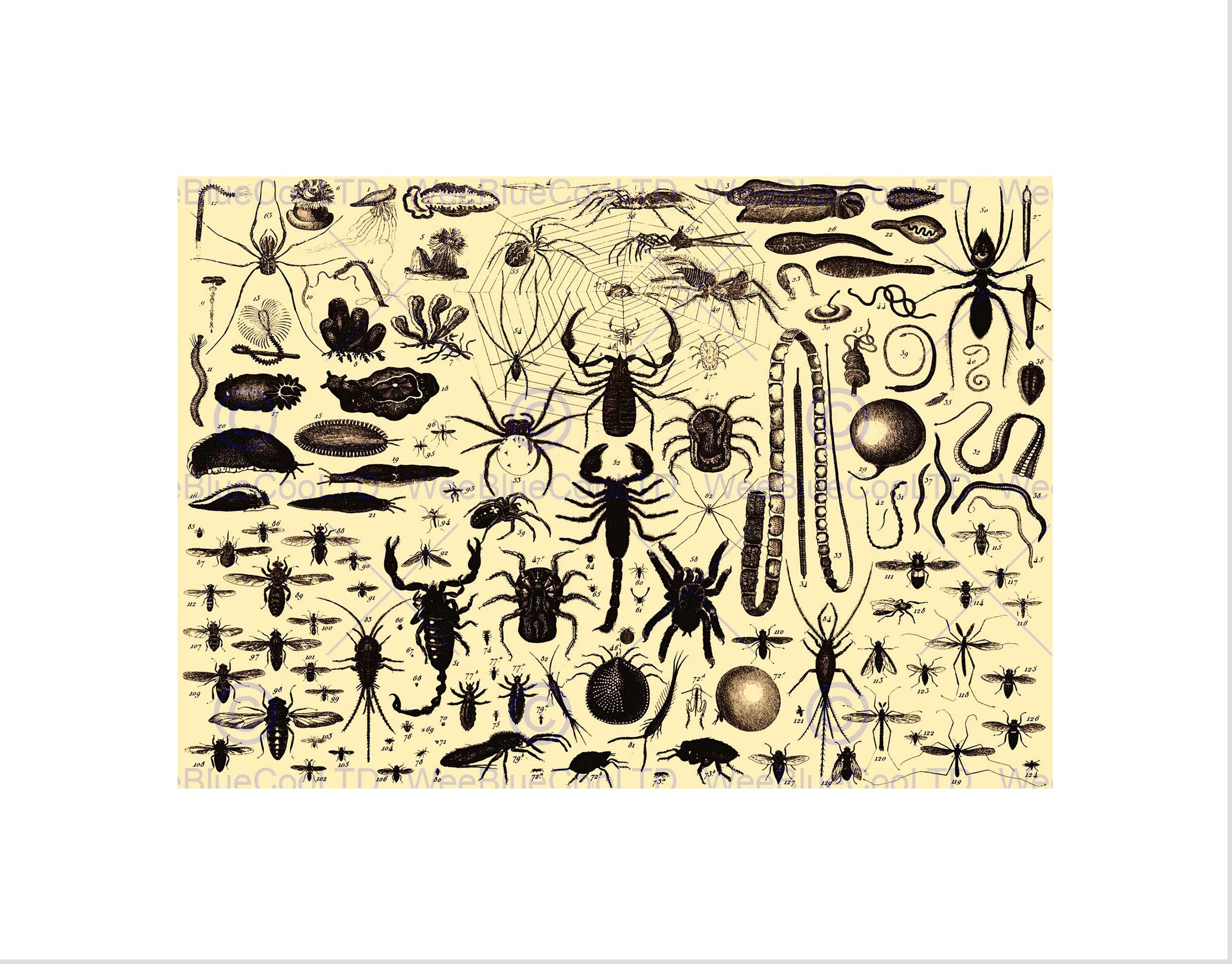 Wee Blue CooBook Brockhaus Efron Insect Spider Scorpion Russia Wall Art Print