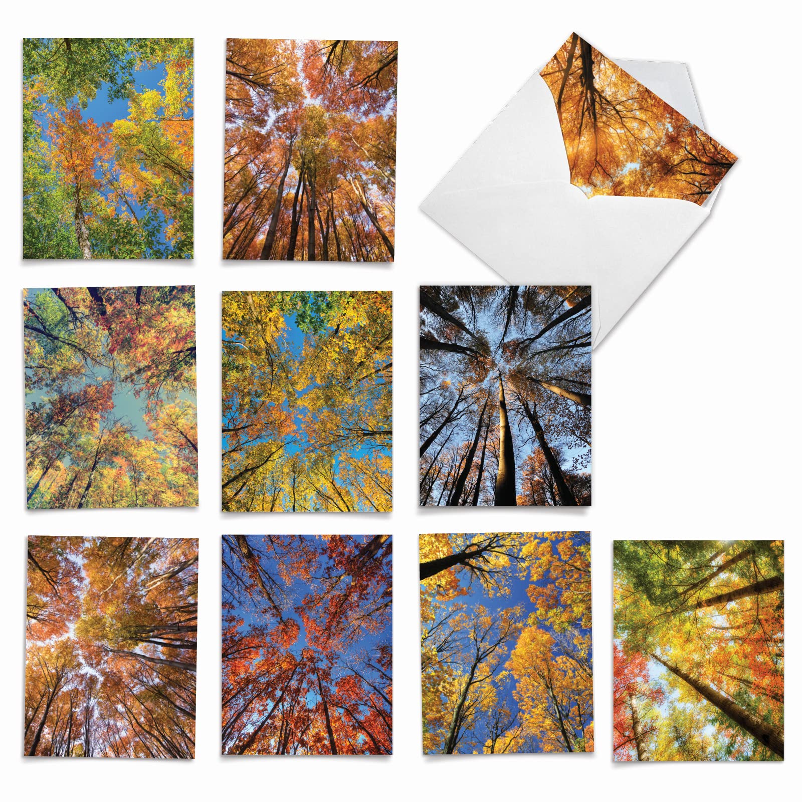 The Best Card Company - 10 Beautiful Note Cards Blank (4 x 5.12 Inch) - Fall and Autumn Season, Boxed Notecard Assortment - Over the Top M2006