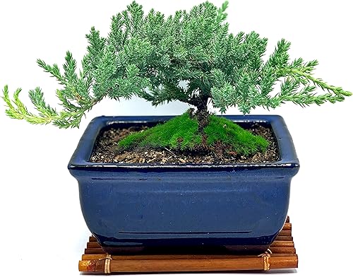 Árbol bonsái de enebro enano vivo para 7 años con soporte de bambú hecho a mano Árbol bonsái de enebro o jade Interiorexterior 100% hecho a mano