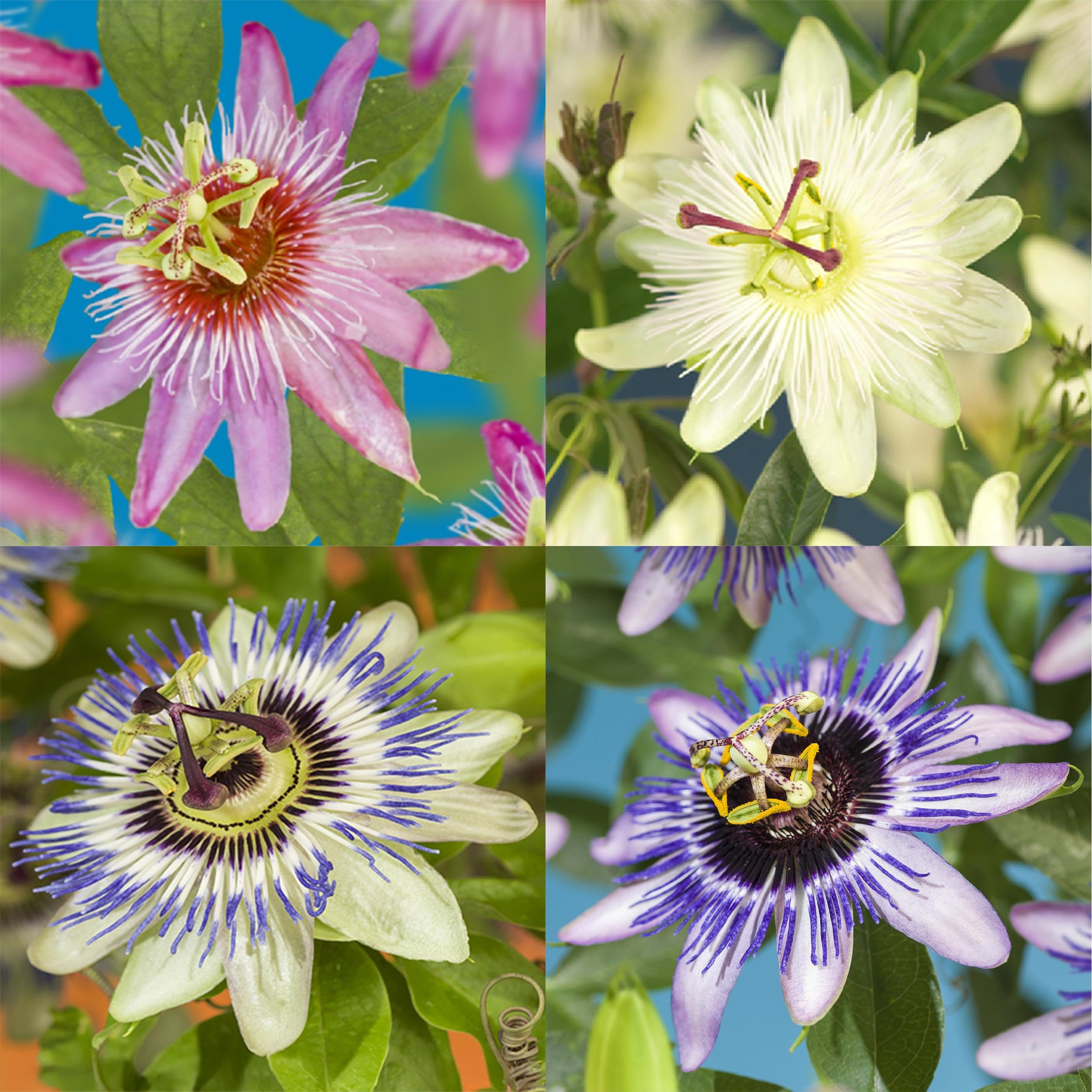 Exotenherz Piante rampicanti, fiori della passione, Passiflora Rainbow, set da 4 pezzi, vaso da 11 cm