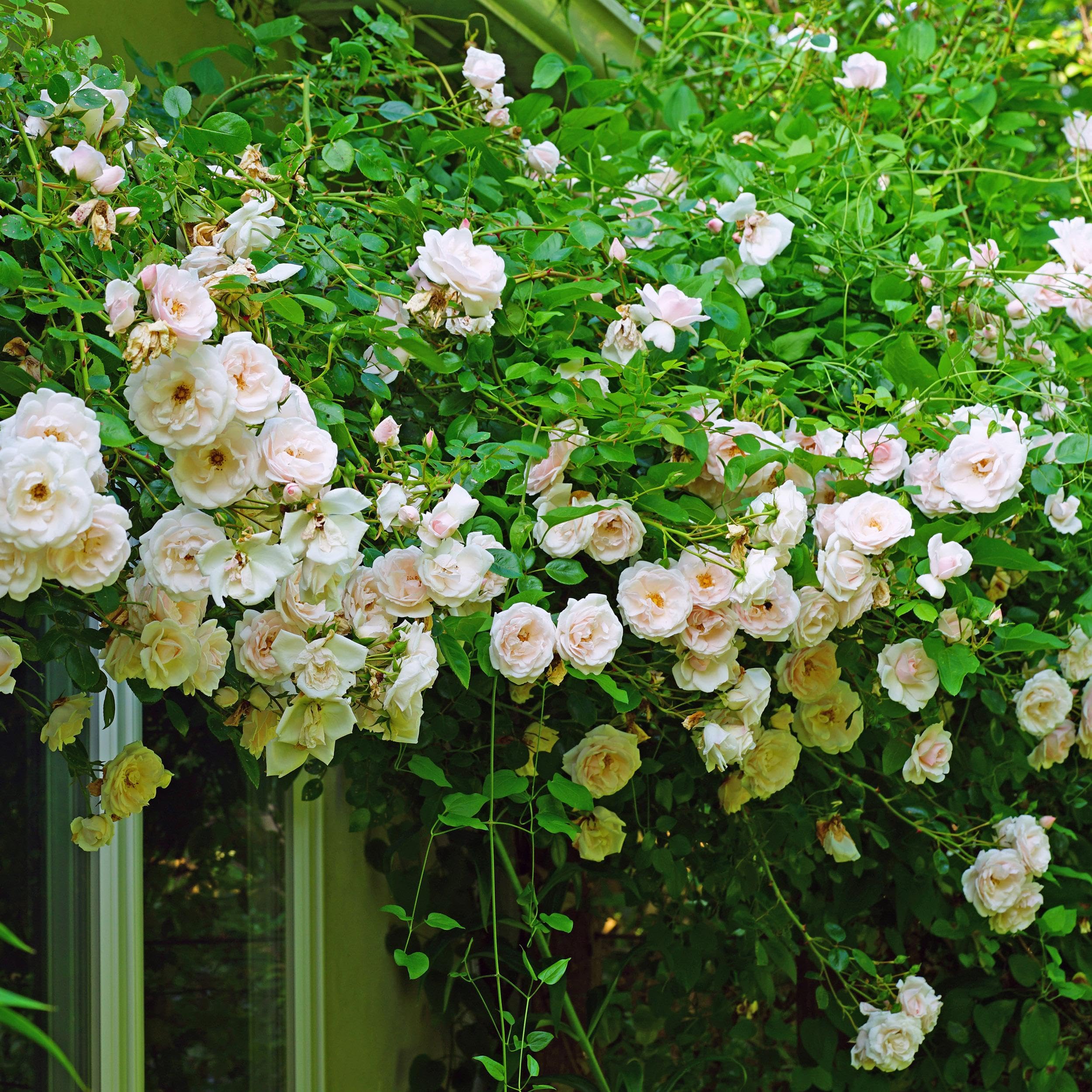 Rosa rampicante - Rosa New Dawn - Fiore rosa chiaro - Bassa manutenzione - 2 piante - 30-40cm - Ø10cm - Pianta da giardino