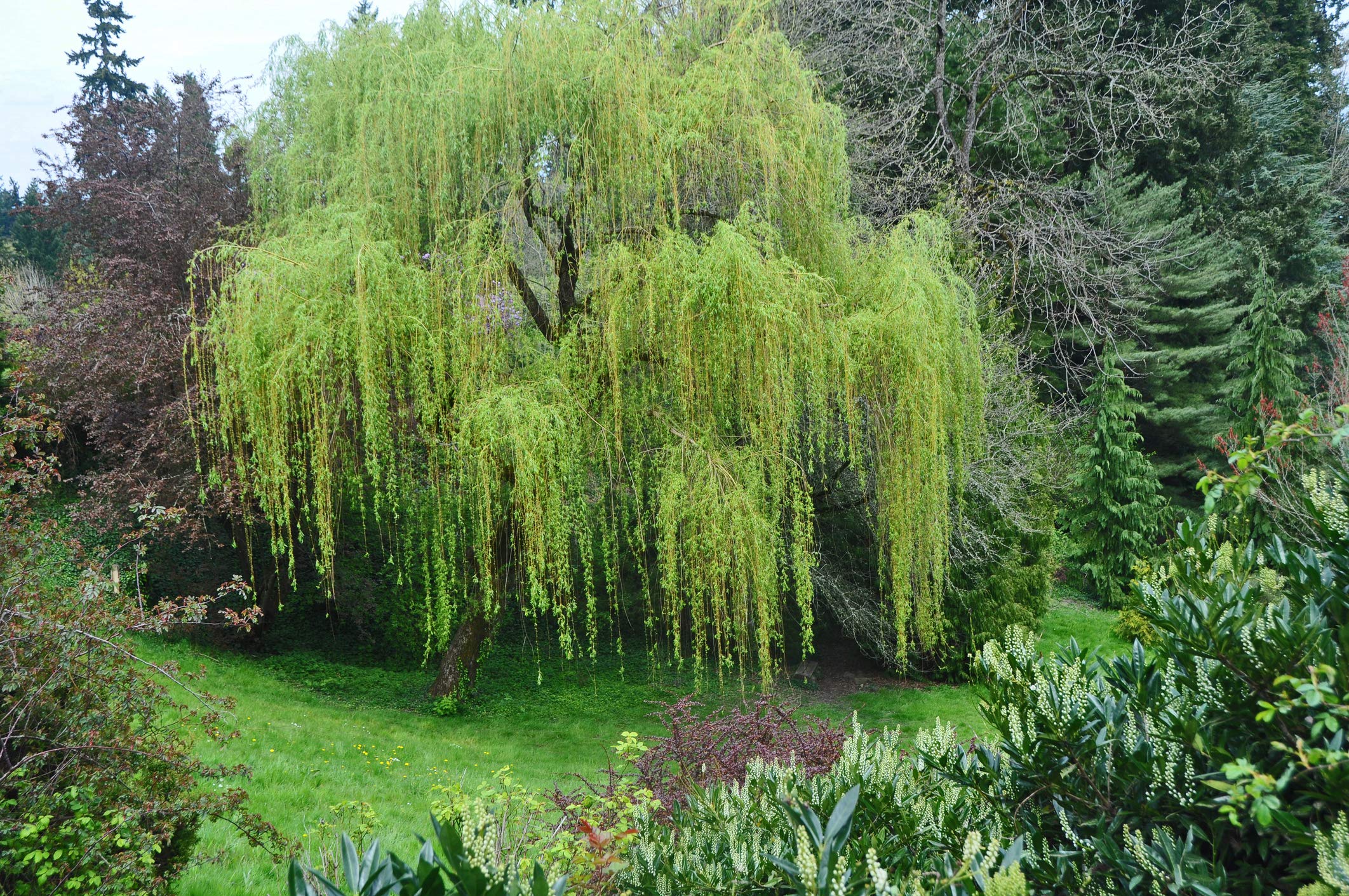 アウガルテン　Willow Amazon.com : 2 Weeping Willow Trees - Beautiful Arching