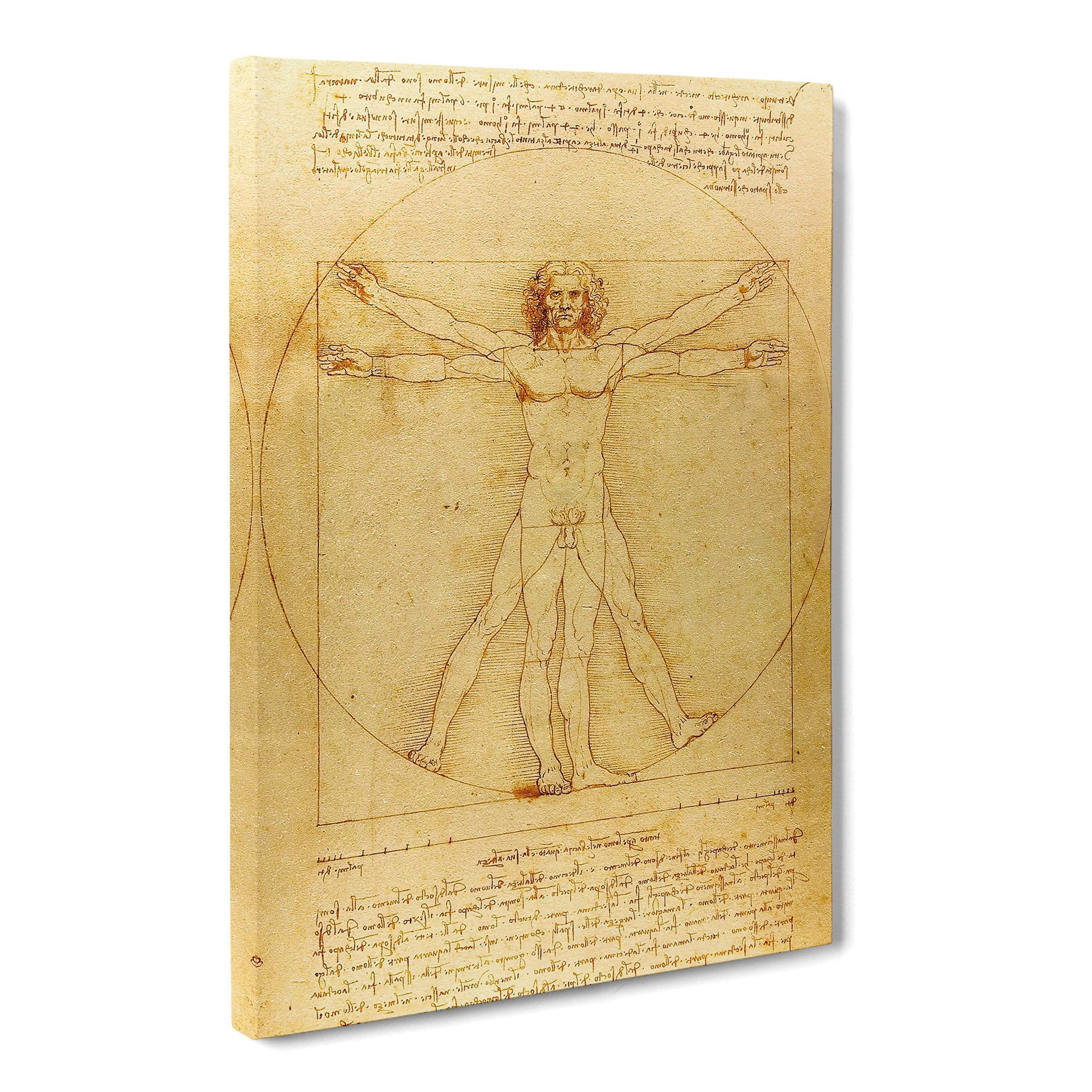 Leonardo Da Vinci The Vitruvian Man Vitruviano Canvas Print, Mixed, 25L x 50W cm