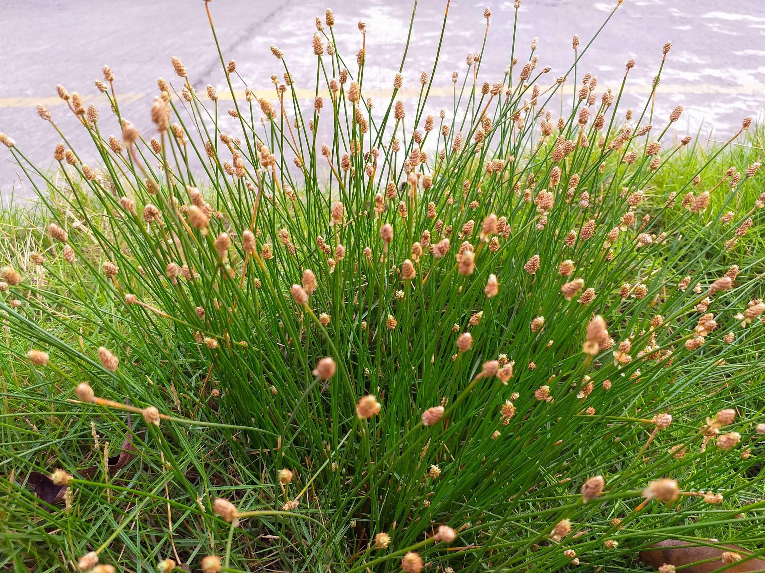 Lincolnshire Pond Plants Ltd - Eleocharis palustris (Common Spike-Rush) - Marginal Pond Plants - MBP034-1 / 1Ltr