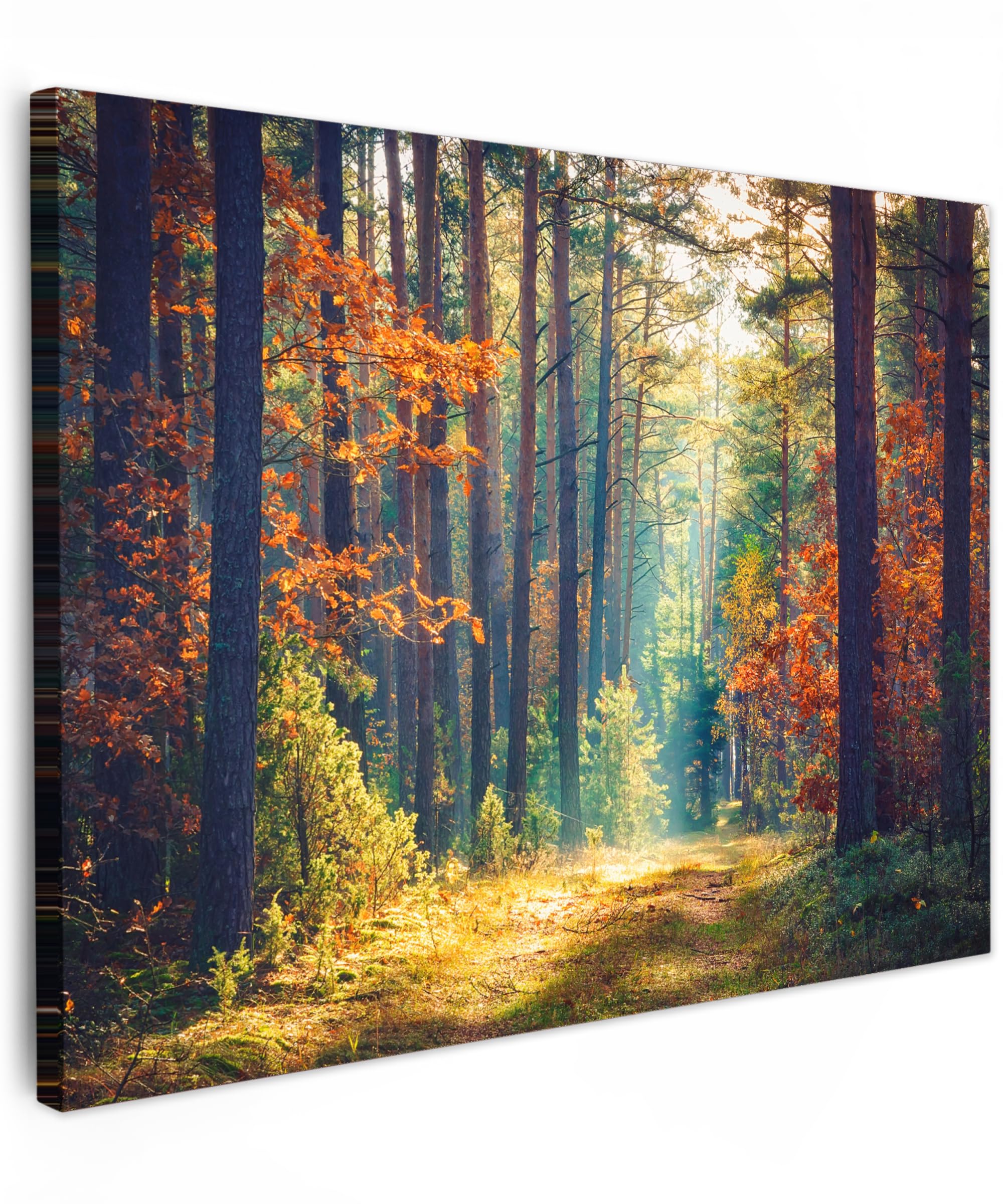 MuchoWow© Canvas Wall Art Work 31"x24" / 80x60 cm Room Decor Painting Wallfillers Picture Decoration Prints Forest - Sun - Nature - Autumn — image 1