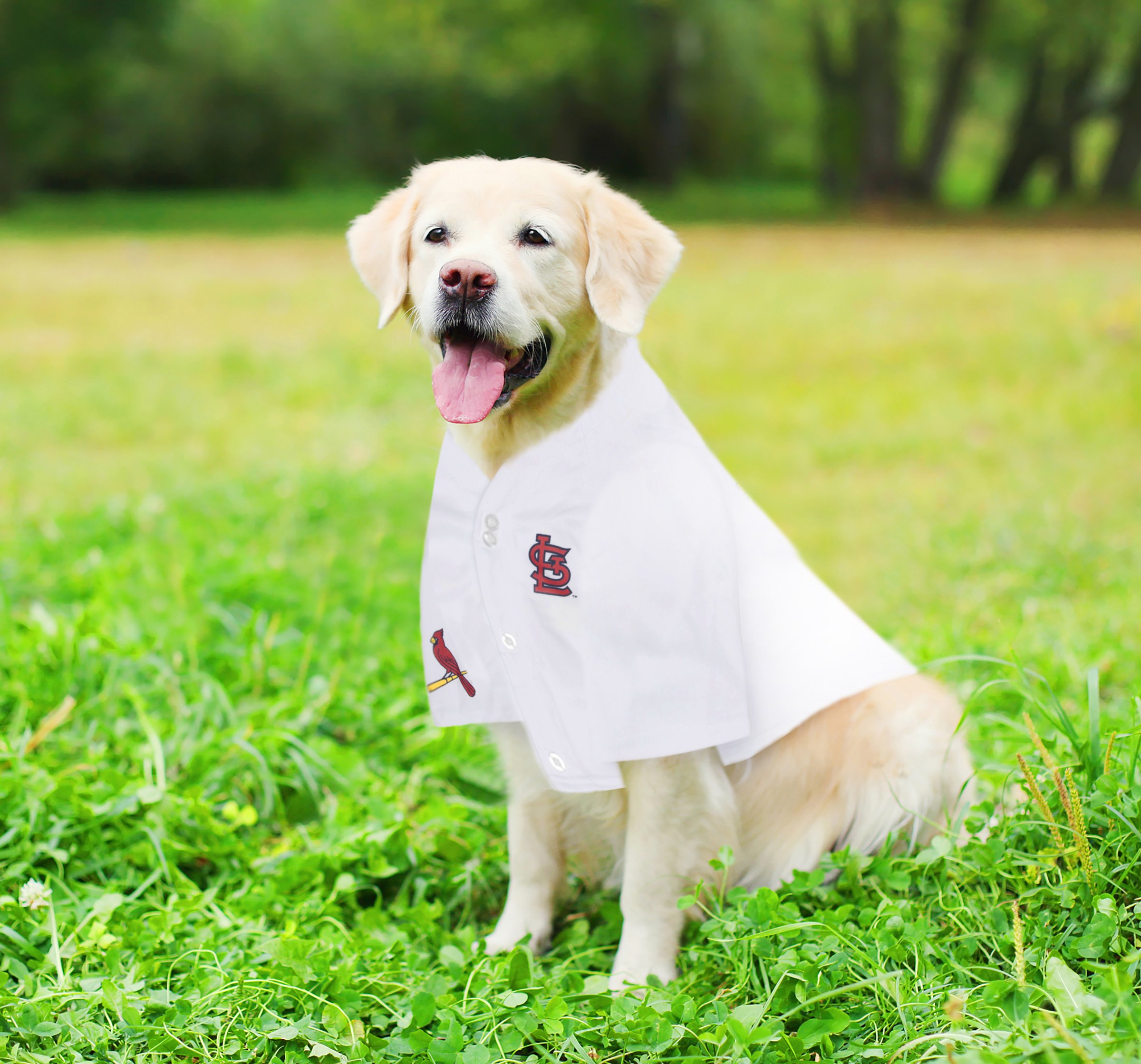 MLB Pet Jersey - Camiseta de béisbol para Perro. - Disponible en Equipos de 29 MLB. - Jersey para Mascotas. - Jersey para Perro. - MLB Jersey para Perros. - Camisa para Mascotas. - Camisa de Perro