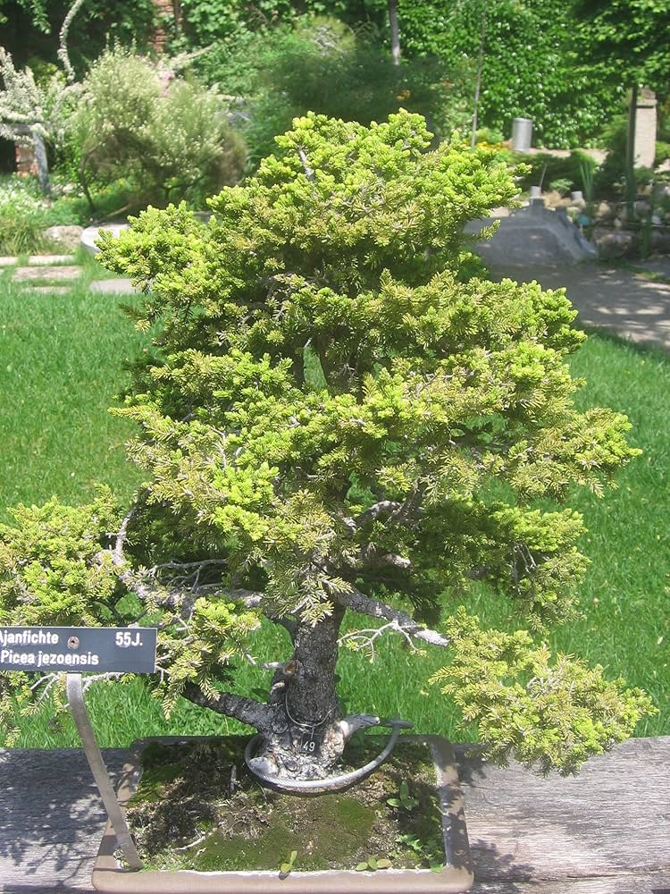 Amazon.co.jp: エゾマツ＜蝦夷松＞ 種子50粒 Jezo Spruce 50