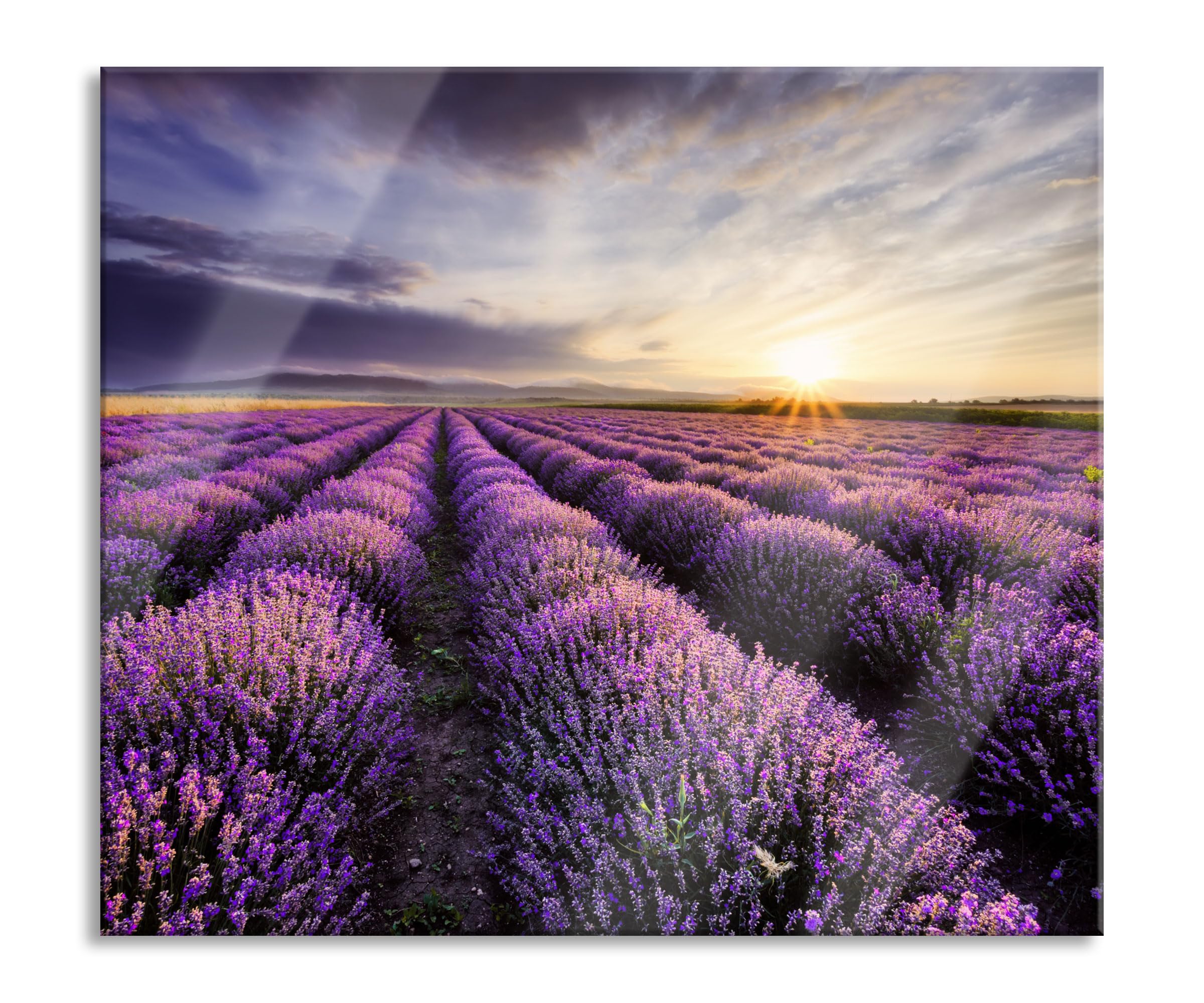 Traumhafte Lavendel Provence Herdabdeckplatte & Spritzschutz aus Echtglas | Für Herd-Kochfelder | 60x52 cm