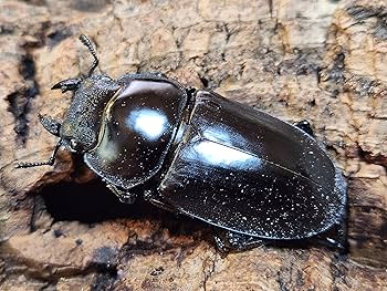 昆虫標本 特大インドアンタエウスオオクワ89mm インドアンタエウスオオクワガタ ♂76mm単品 – 昆虫ショップNexus