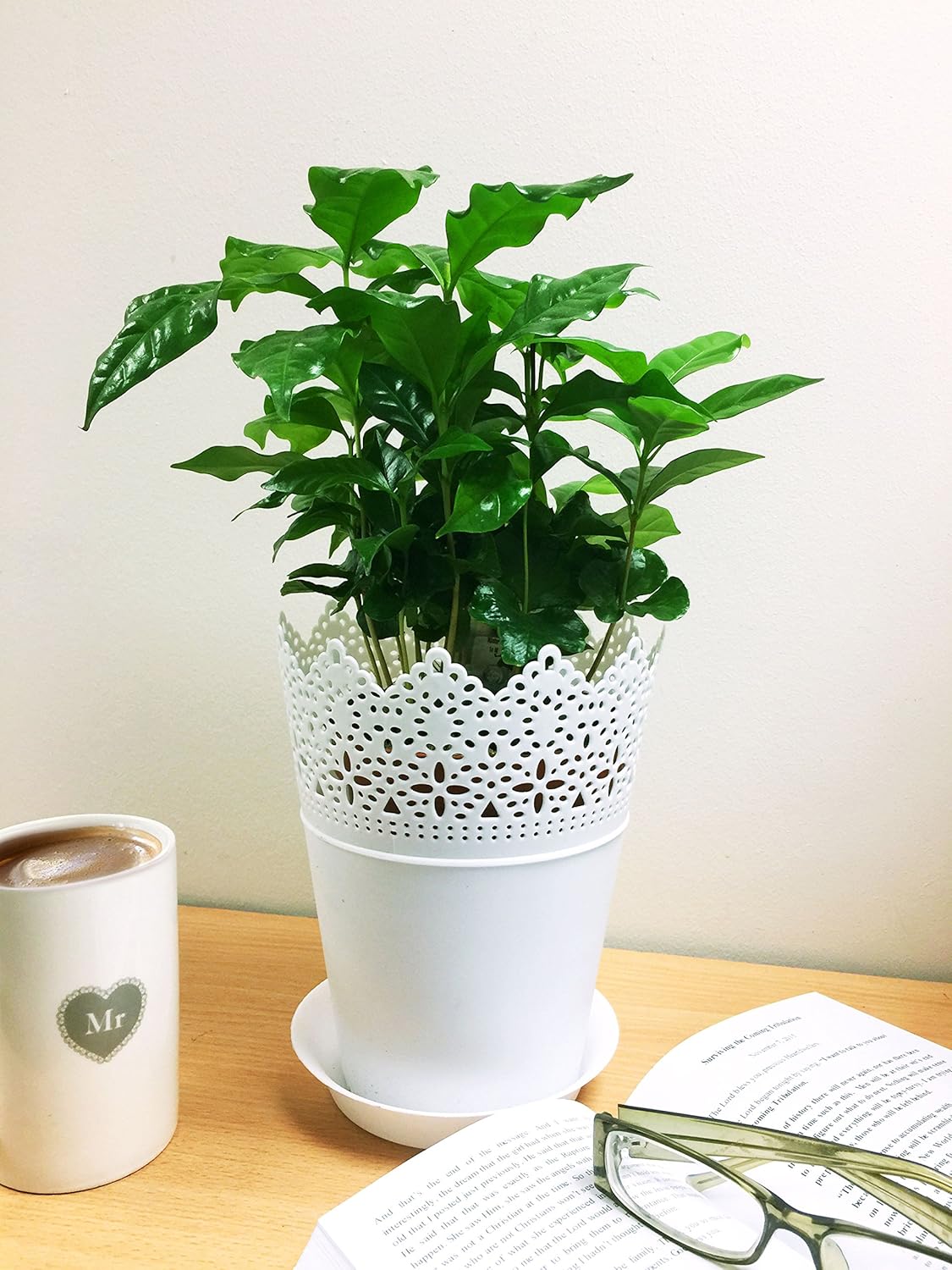 1 Evergreen Coffee Table Plant White Floral Pot & Saucer Amazon.co