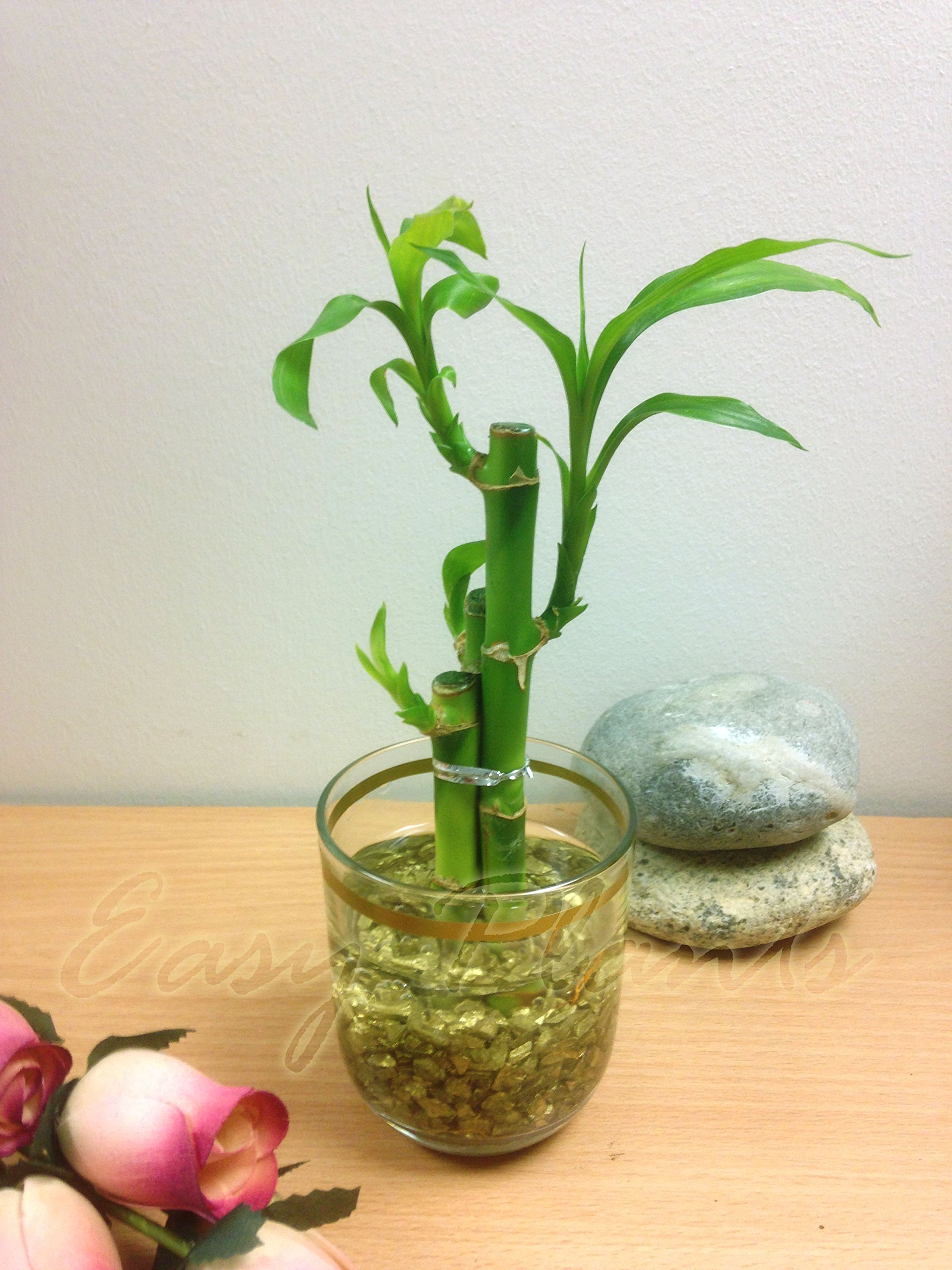 1 Lucky Bambus in Zylinder Glas Vase mit Kies [3 Stiele] - gold :  Amazon.de: Garten