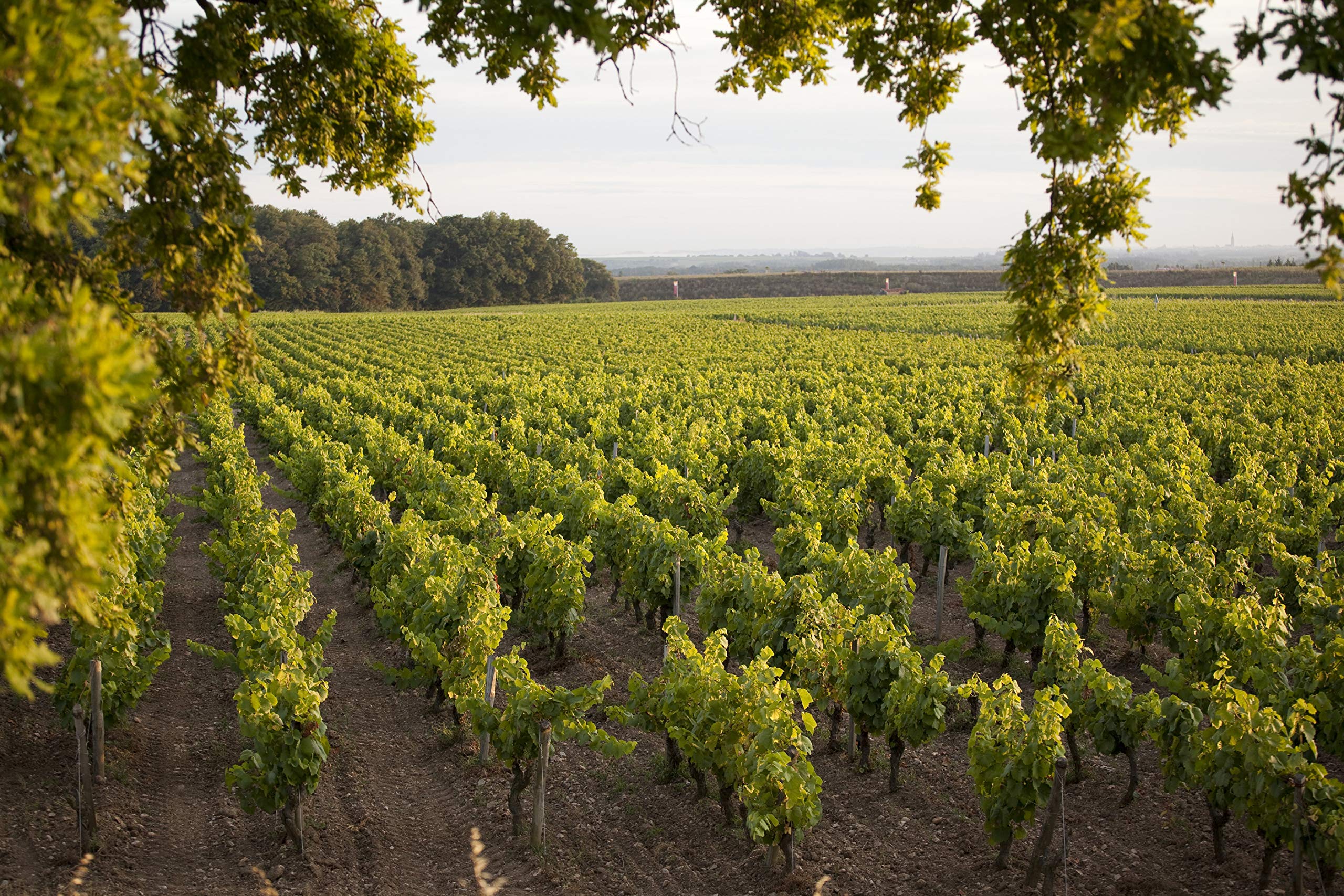 Plessis Duval Weißwein Trocken - Muscadet Sevre et Maine sur Lie AOP (6 x 0,75 l)