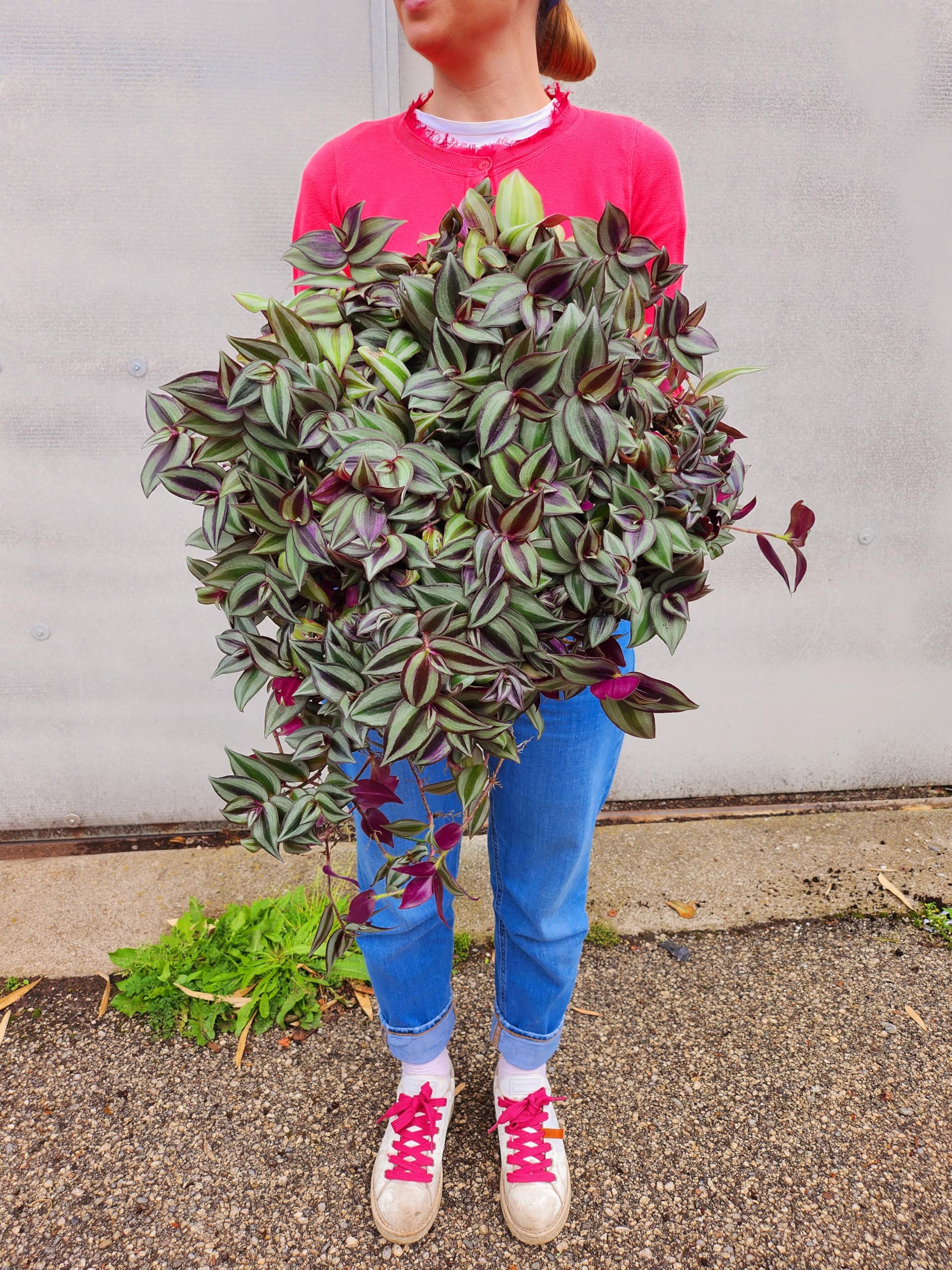 POWERS TO FLOWERS - TRADESCANTIA ZEBRINA XXL ESEMPLARE VASO 27CM DIAMETRO pianta vera
