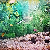 Vista 7 de Piedra de arena gruesa de 10 libras para rocas decorativas, cubierta de suelo, bonsái, suculentas, terrario, cactus, acuario, jardín, bricolaje