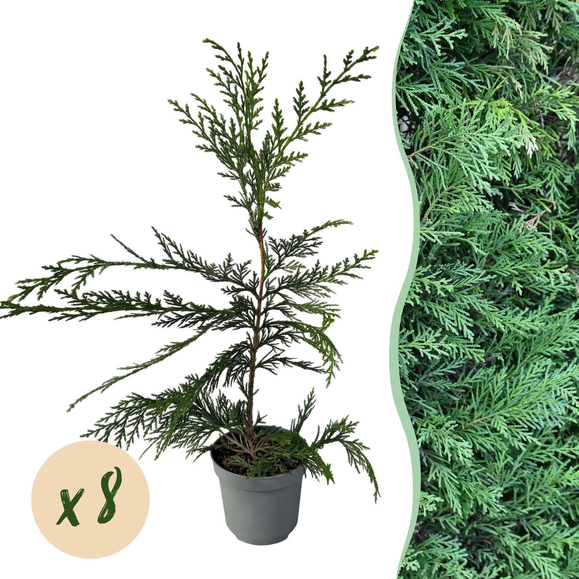 Leyland cyprys Cupressocyparis leylandii – wiecznie zielona roślina żywopłotowa – 8 roślin – 1 m – 9 cm wysokości 35-40 cm – szybko rośnie i jest łatwa w pielęgnacji