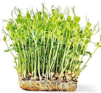 PREMIER SEEDS DIRECT - MICROGREEN/Sprouting Seeds - Pea Tendril - Organic (40 Grams)