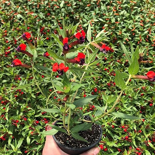 Miniatura 4 de CHUXAY GARDEN 15 semillas de Cuphea Ignea roja, flor de cigarro, planta petardo, petardo vegetal, Cuphea Platycentra nativa de mexicano crece en