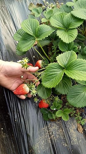 Miniatura 8 de Semillas de fresa roja dulce 300pcs para la plantación del jardín casero