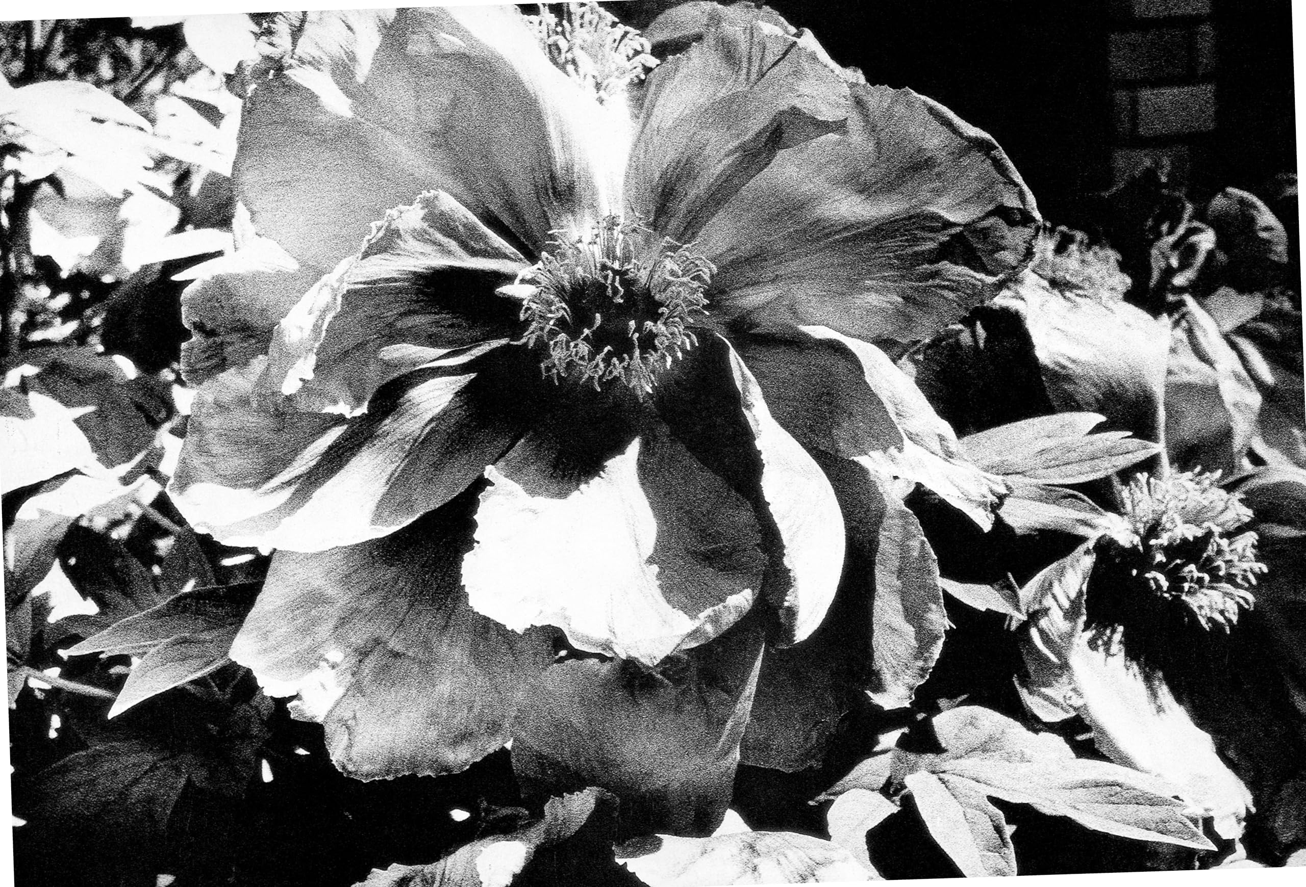 Daido Moriyama: Quartet