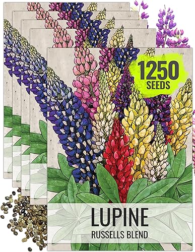 Seed Needs Mezcla de semillas de altramuz para plantar Russells, reliquia y flores multicolores polinizadas abiertas para atraer polinizadores a un