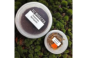 Orange Miracle - Live Isopods and Springtails Ecosphere (50 Orange Isopods +...