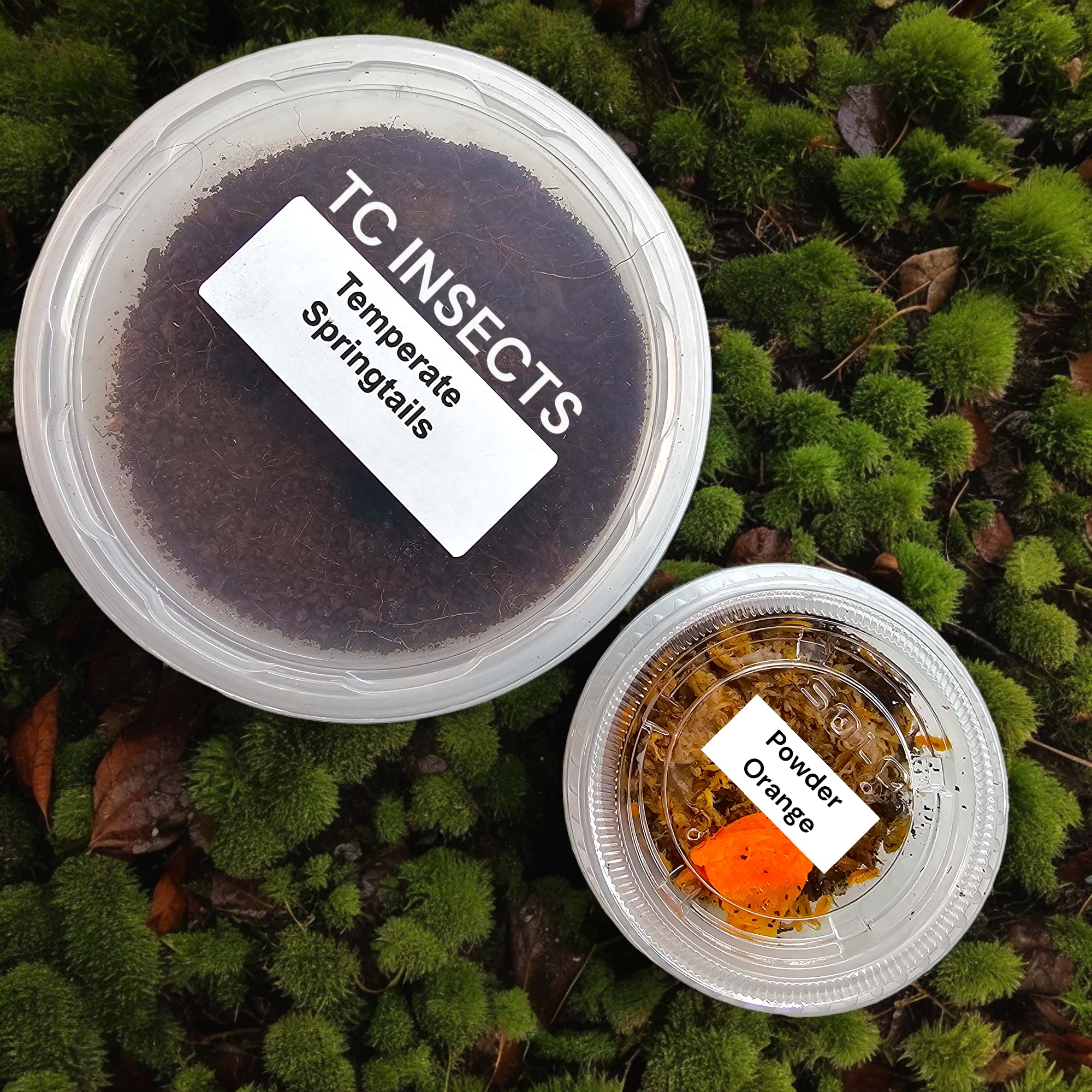Bioactive Combo | 25 Powder Orange Isopods | 8oz Coco Temperate Springtails | Live Arrival Nationwide!