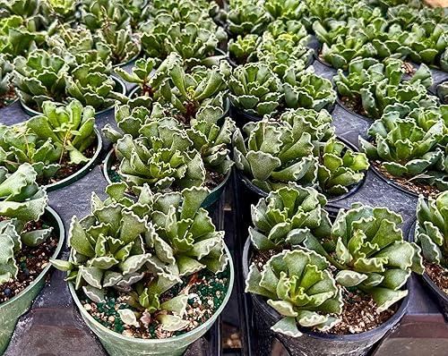 Miniatura 5 de ragnaroc Suculentas vivas  Adromischus Cristatus en maceta de 4 pulgadas  1 unidad  Suculentas en maceta  Plantas de casa para decoración del hogar