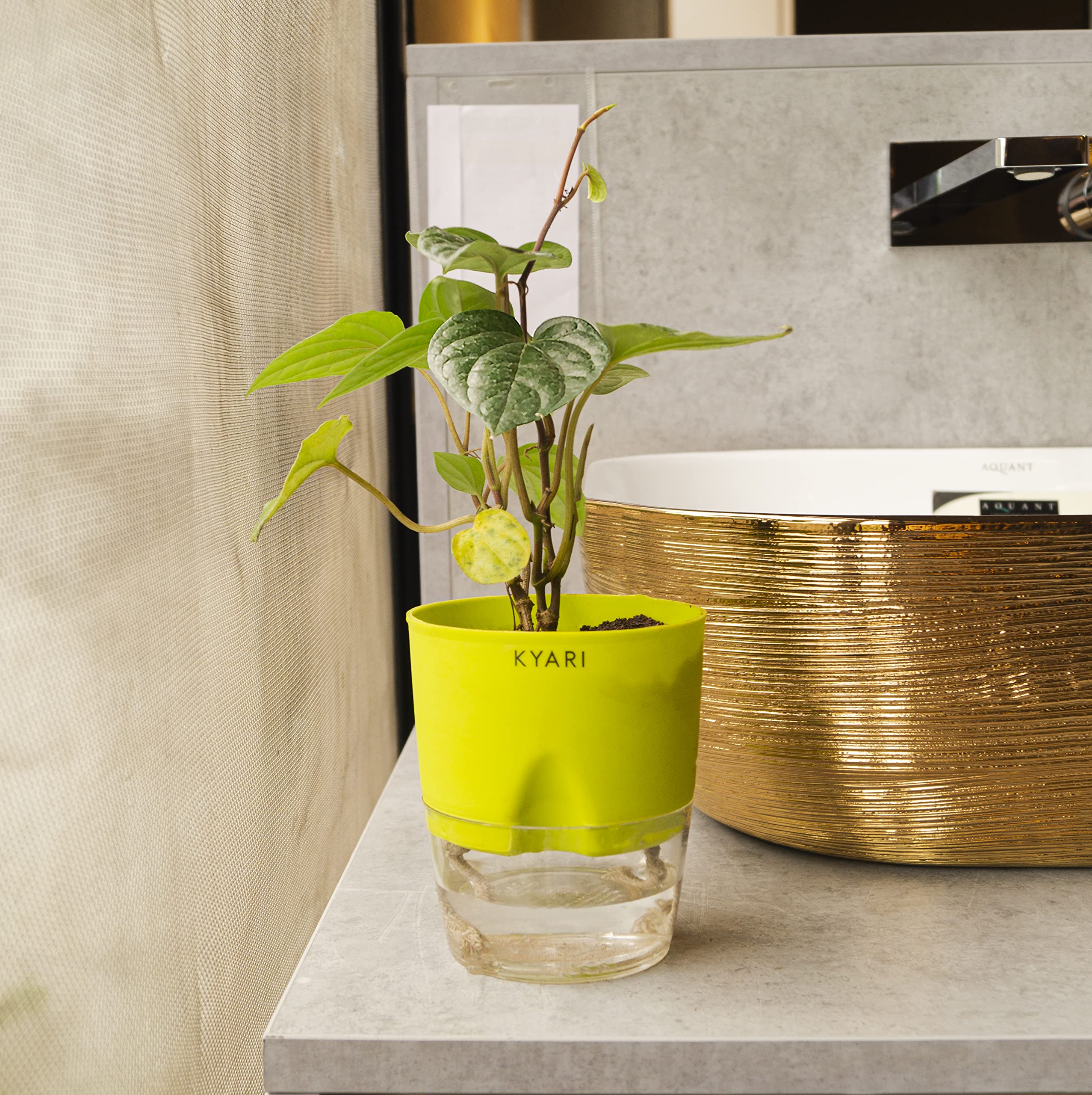 KYARI Betel Leaf Magai Paan Live Plant with Green Self Watering Pot - Small 4 Inch