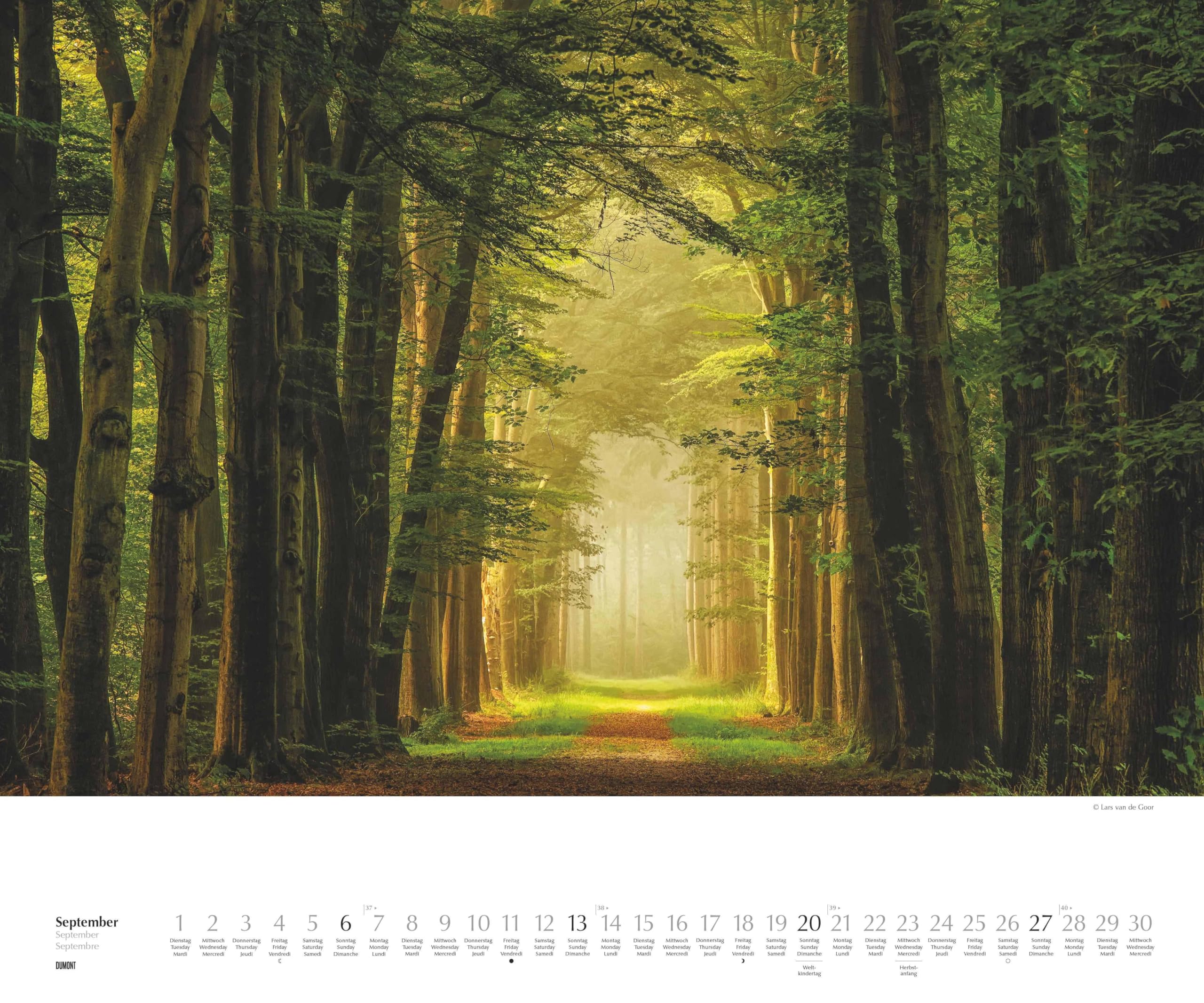 DUMONT - Waldspaziergang 2026 – Fotokunst-Kalender Querformat 60 x 50 cm – Naturfotografie von Lars van de Goor für Wald- & Naturfreunde: A walk in the Woods Promenade en foret