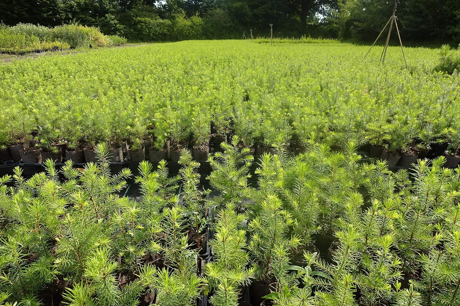 25st. Douglasien 20-40cm Forstpflanzen Pseudotsuga menziesii viridis Douglasie Nadelgehölze Wurzelware