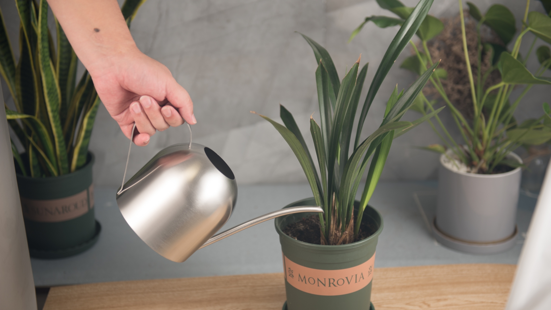 IMEEA Arrosoir 1L Poignée Bois Acier Inoxydable Blanc - Bec Long Pour Plantes D'Intérieur