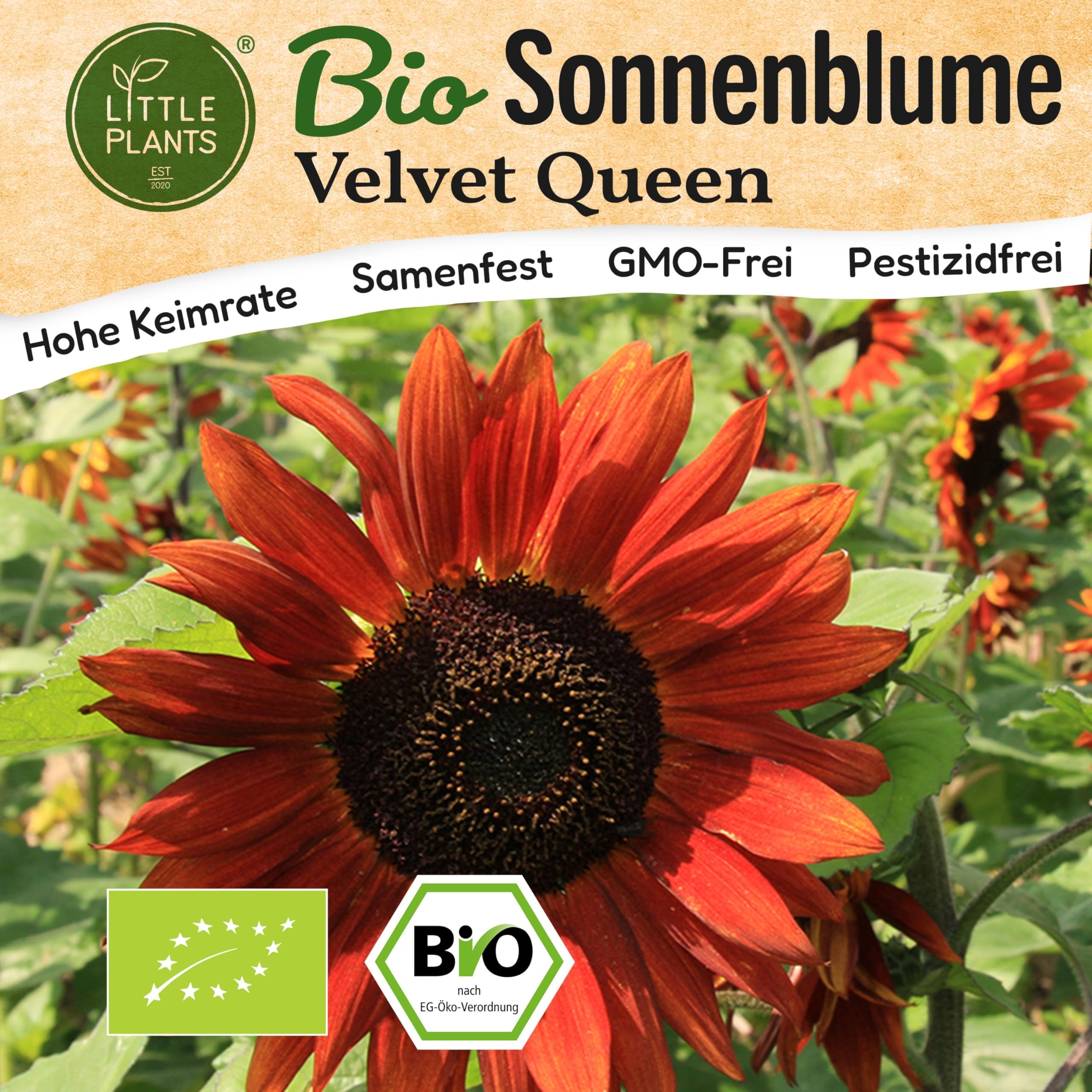hortensien knstlich blau Hortensie Endless Summer 'The Original' kaufen