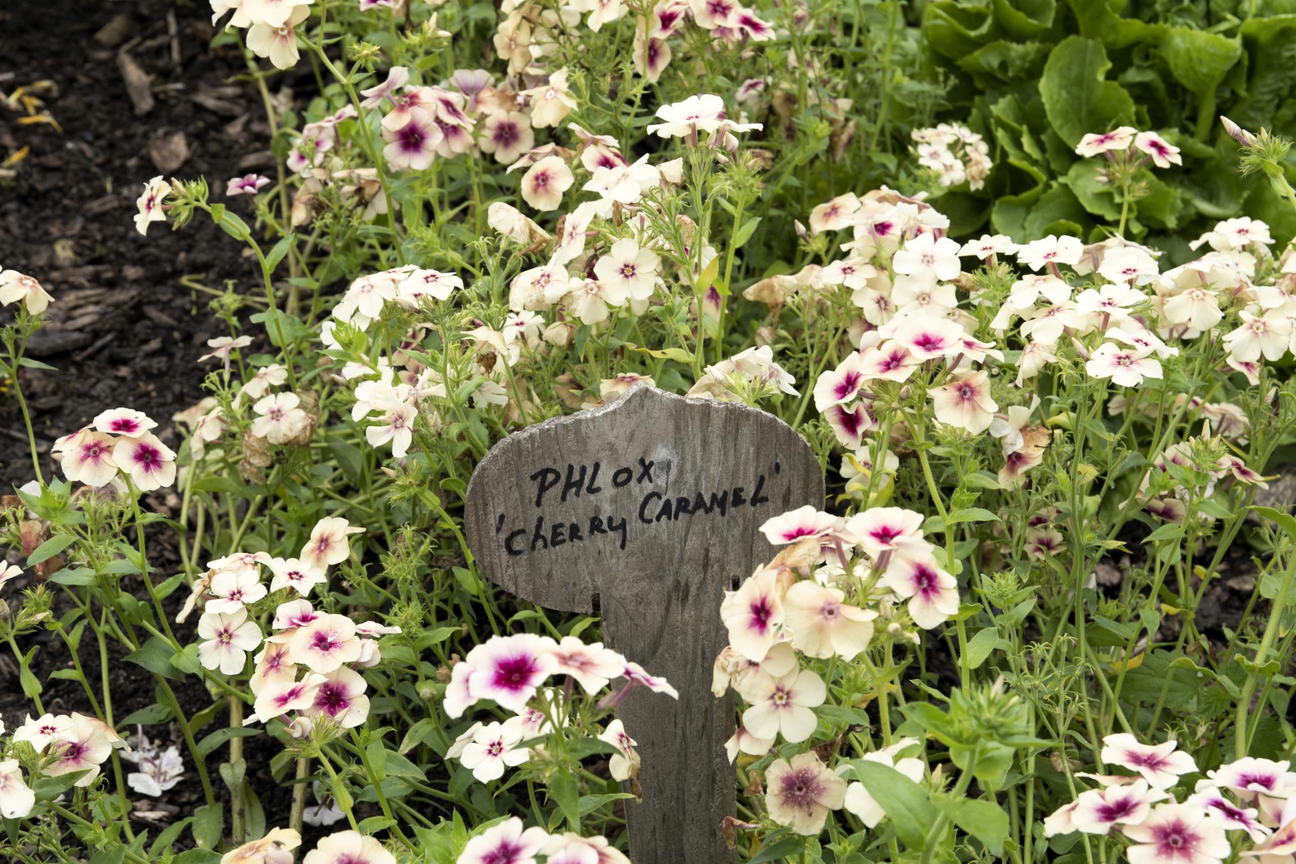 Amazon.com : 50 Cherry Caramel Phlox Drummondii Bicolor Pink