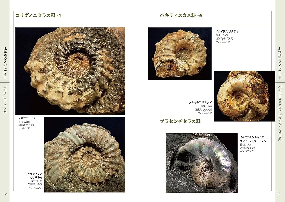 □産地別 日本の化石□232 北海道 アンモナイト 6種セット