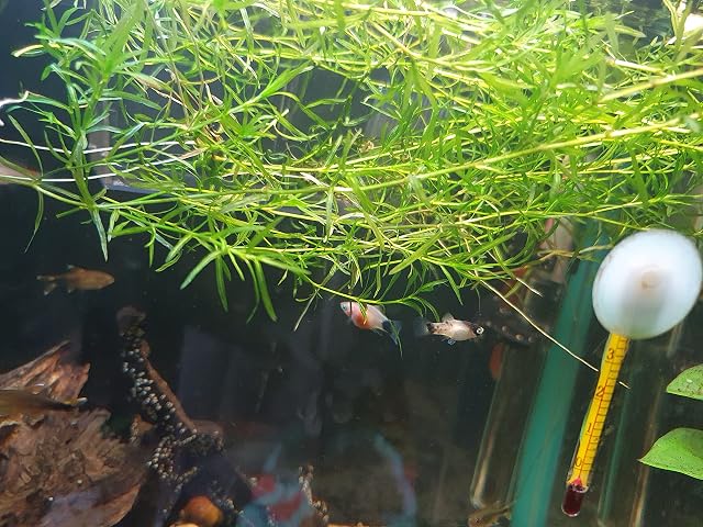 Foto 3 de 6 de Plantas vivas para acuario, hierba guppy/Najas Guadalupensis