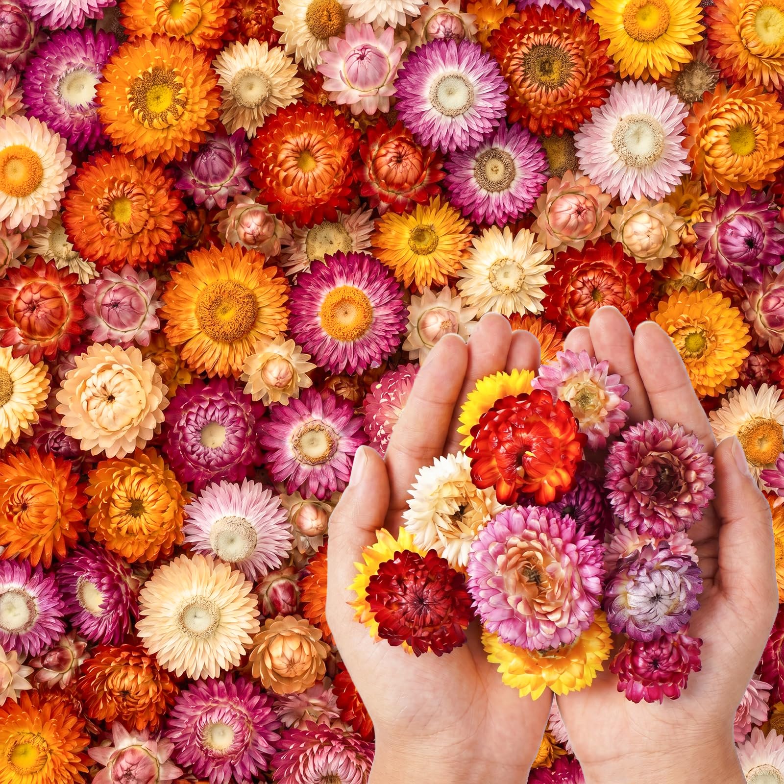 About 110 Pieces Natural Gerbera Heads Real Sunflower Chrysanthemum Dried Flower Heads Dry Flower Heads Craft Flower Decor for Boho Home Crafts-image-5