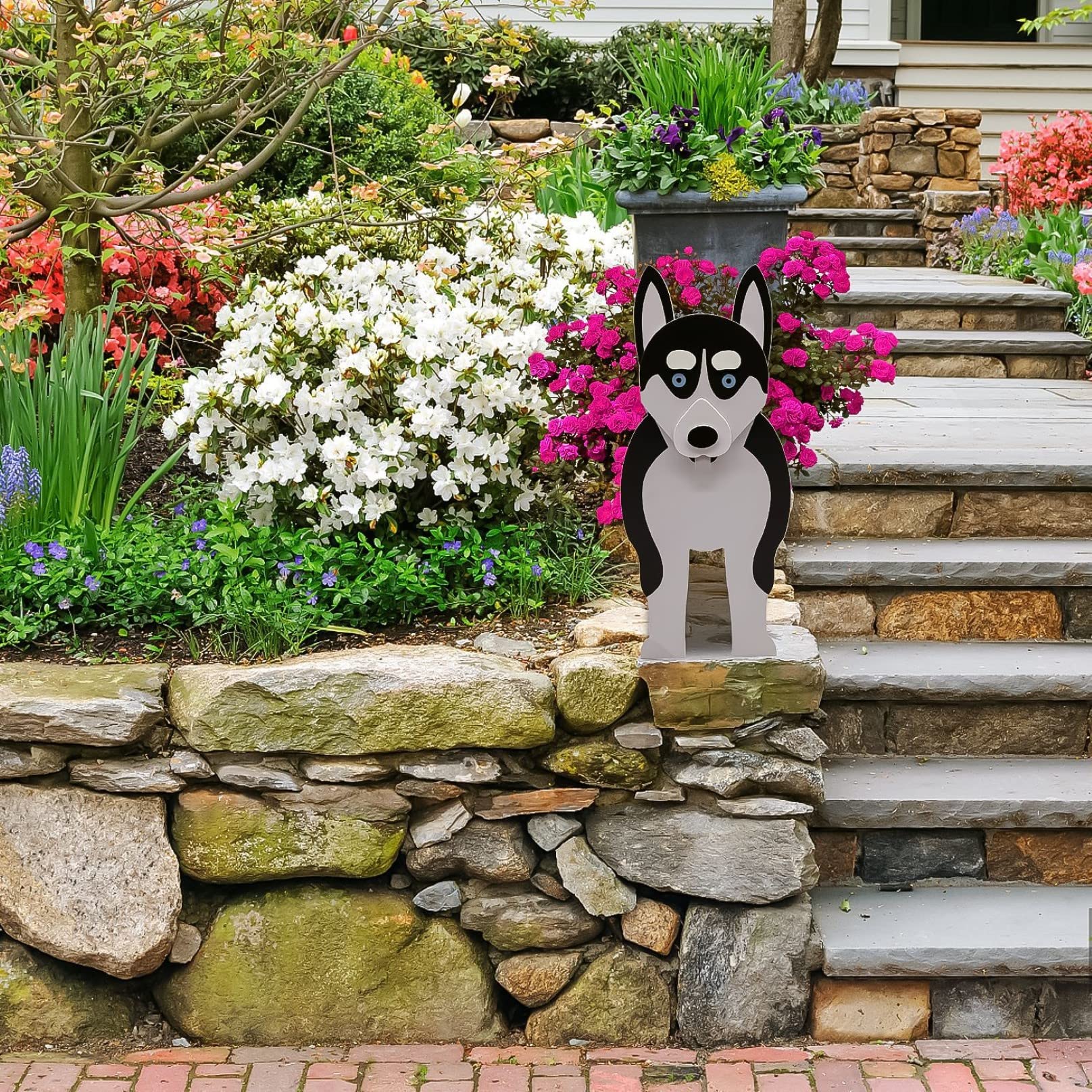 Regalo Husky da Volontario a Ferrara regalo cucciolo cuccioli di