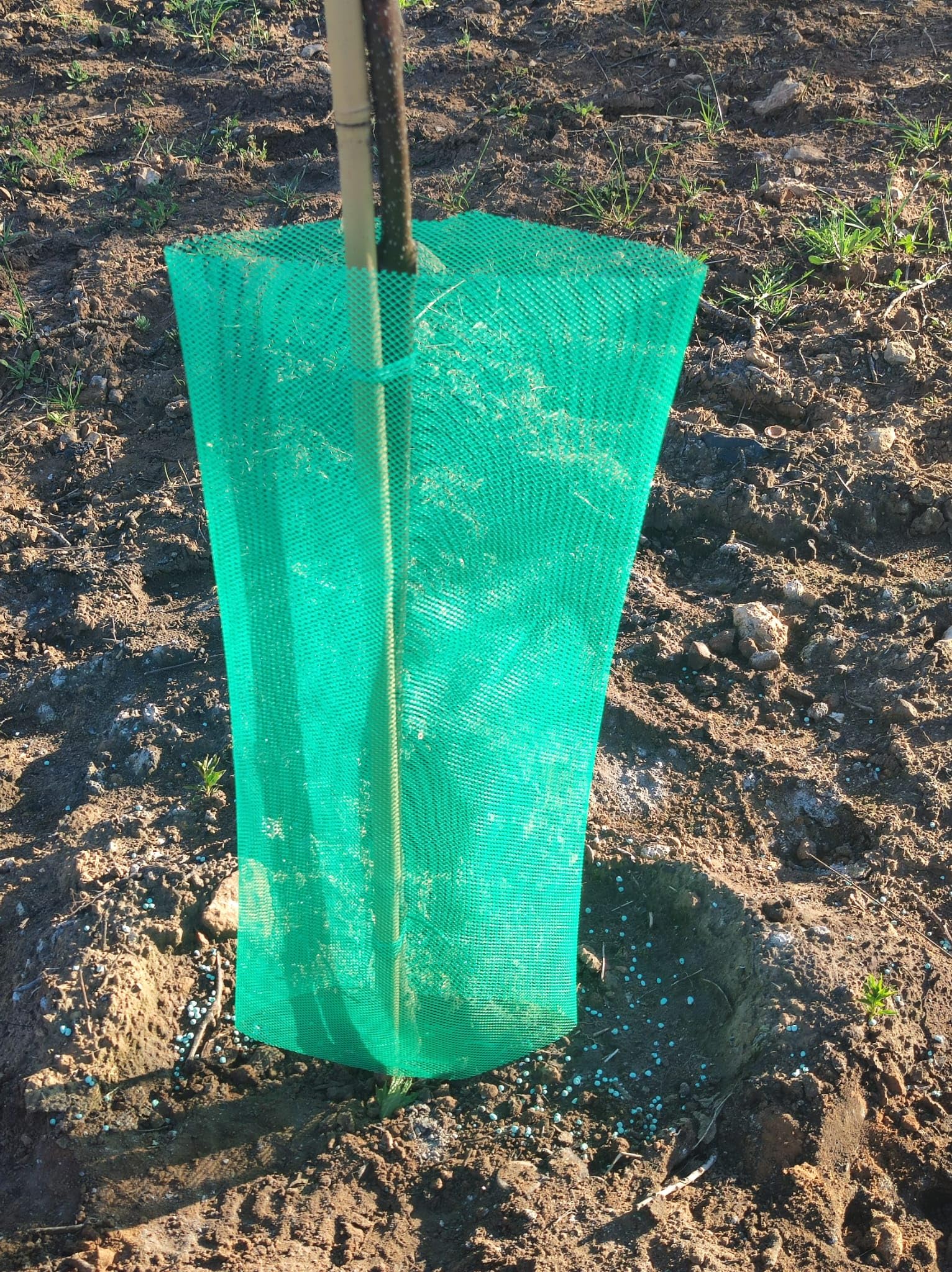 Todo Cultivo Protector de Malla para árboles 60 cm. de Altura. 50 uds Color Verde. Protector indicado para Zonas calurosas Donde la Planta Necesita airearse.