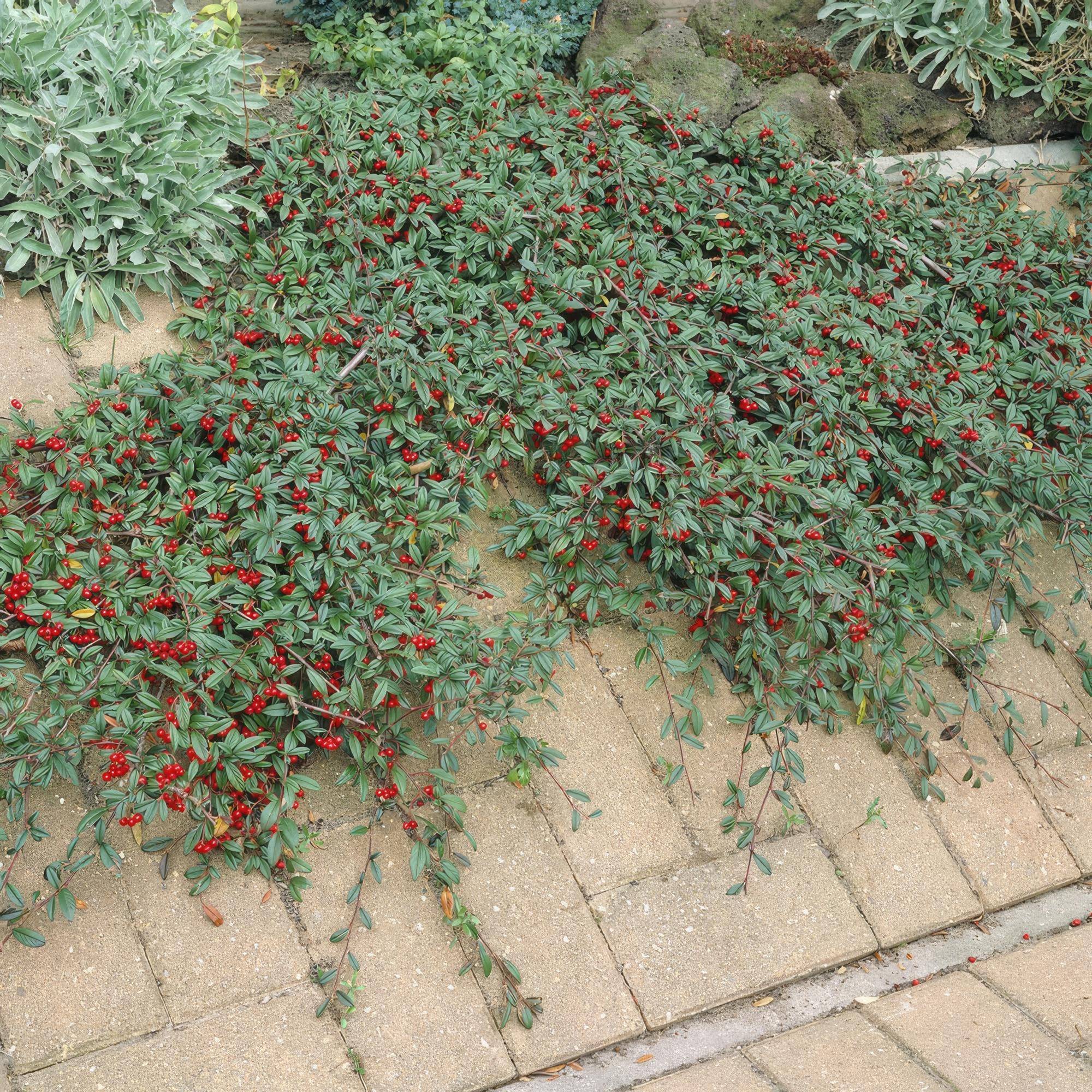 Cotoneaster roślina okrywowa do ogrodu, czerwone jagody, zestaw 60 sztuk, 25 cm, Ø 9 cm