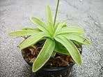 Carnivorous Primrose Butterwort (Pinguicula Primuliflora) Plant 3 inch Pot