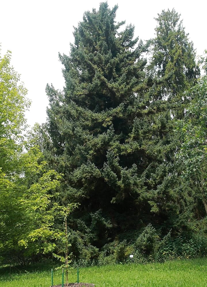 Amazon.co.jp: アカエゾマツ＜赤蝦夷松＞ 種子20粒 Sachalin spruce 20