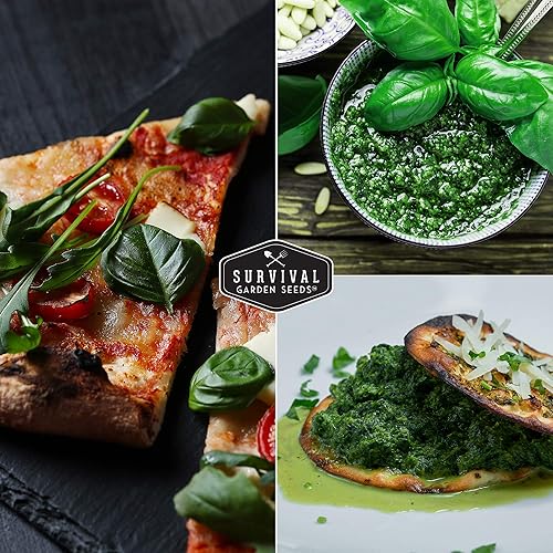 Miniatura 6 de Paquete de 2 semillas de albahaca genovesa para plantar, paquete con instrucciones para cultivar deliciosas hierbas italianas en el huerto de tu