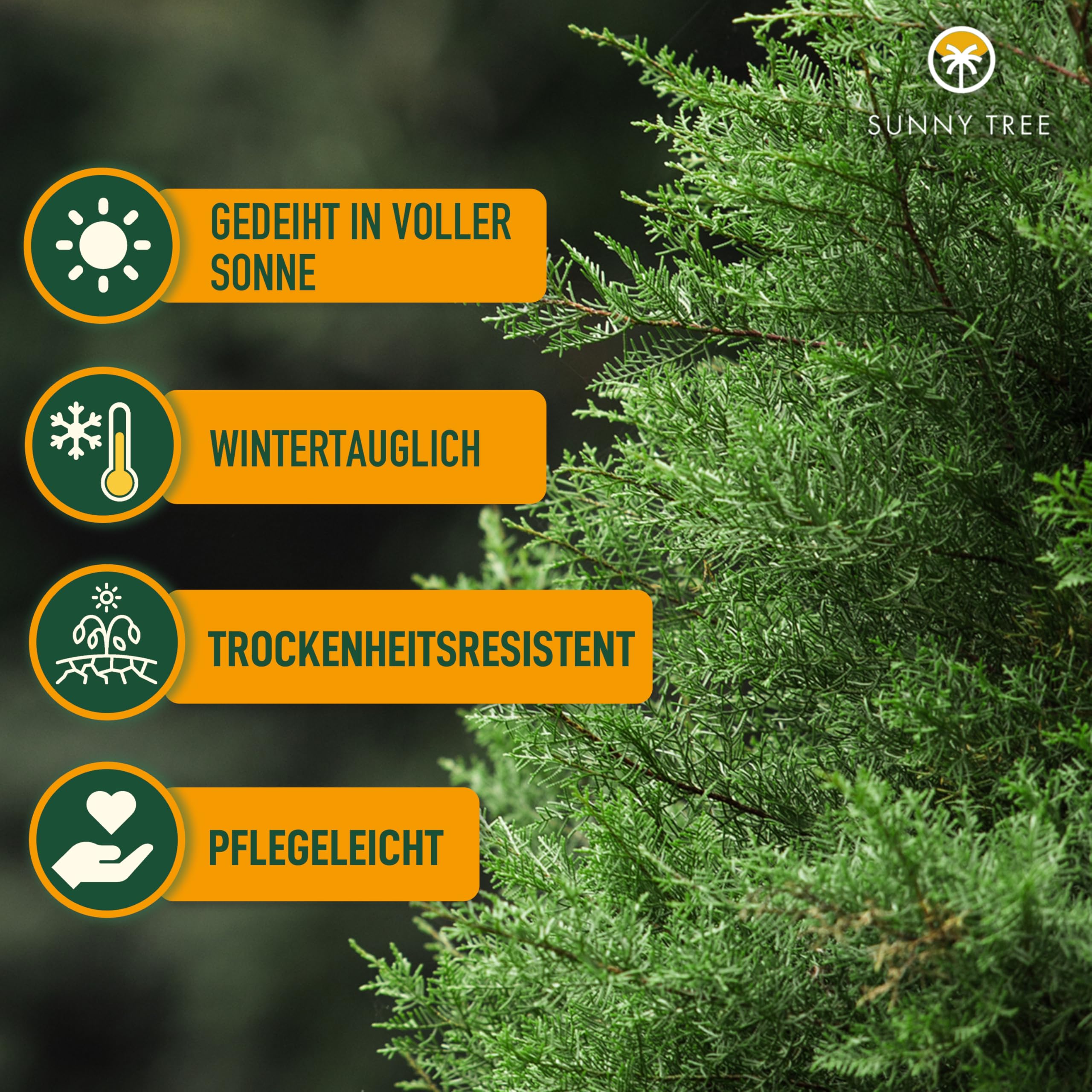 Sunny Tree - Zypresse Sempervirens Totem - Italienische winterharte Zypresse - 160 cm - immergrün - winterhart bis -18