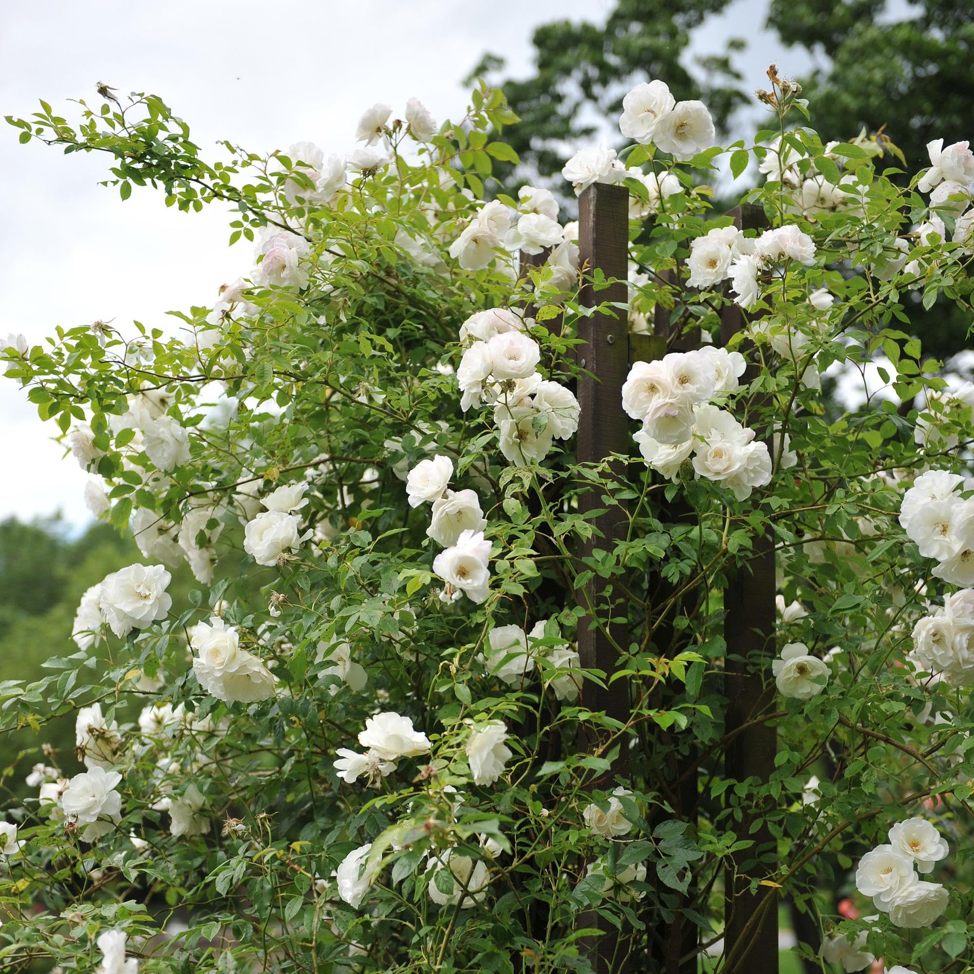 Rosal Trepador Resistente, Exterior, Flores Blancas, 2 Plantas, 40cm