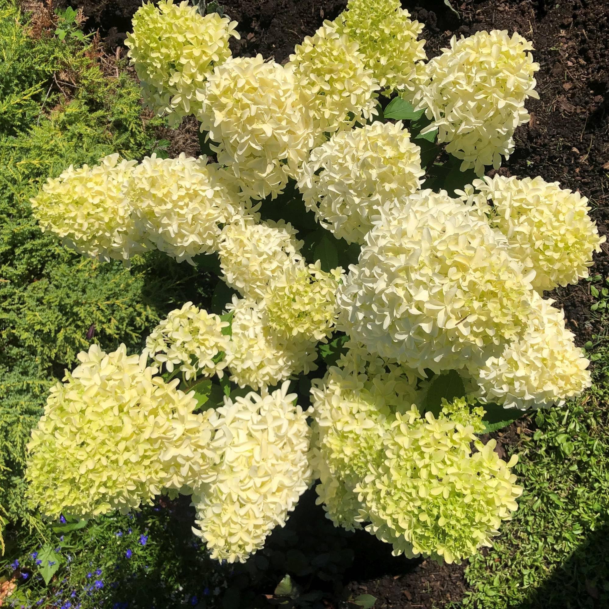 Vivai le Georgiche - Pianta vera di Hydrangea paniculata "Skyfall" Ortensia paniculata 'Frenne' Ortensia paniculata 'Skyfall' - vaso Ø 19 cm