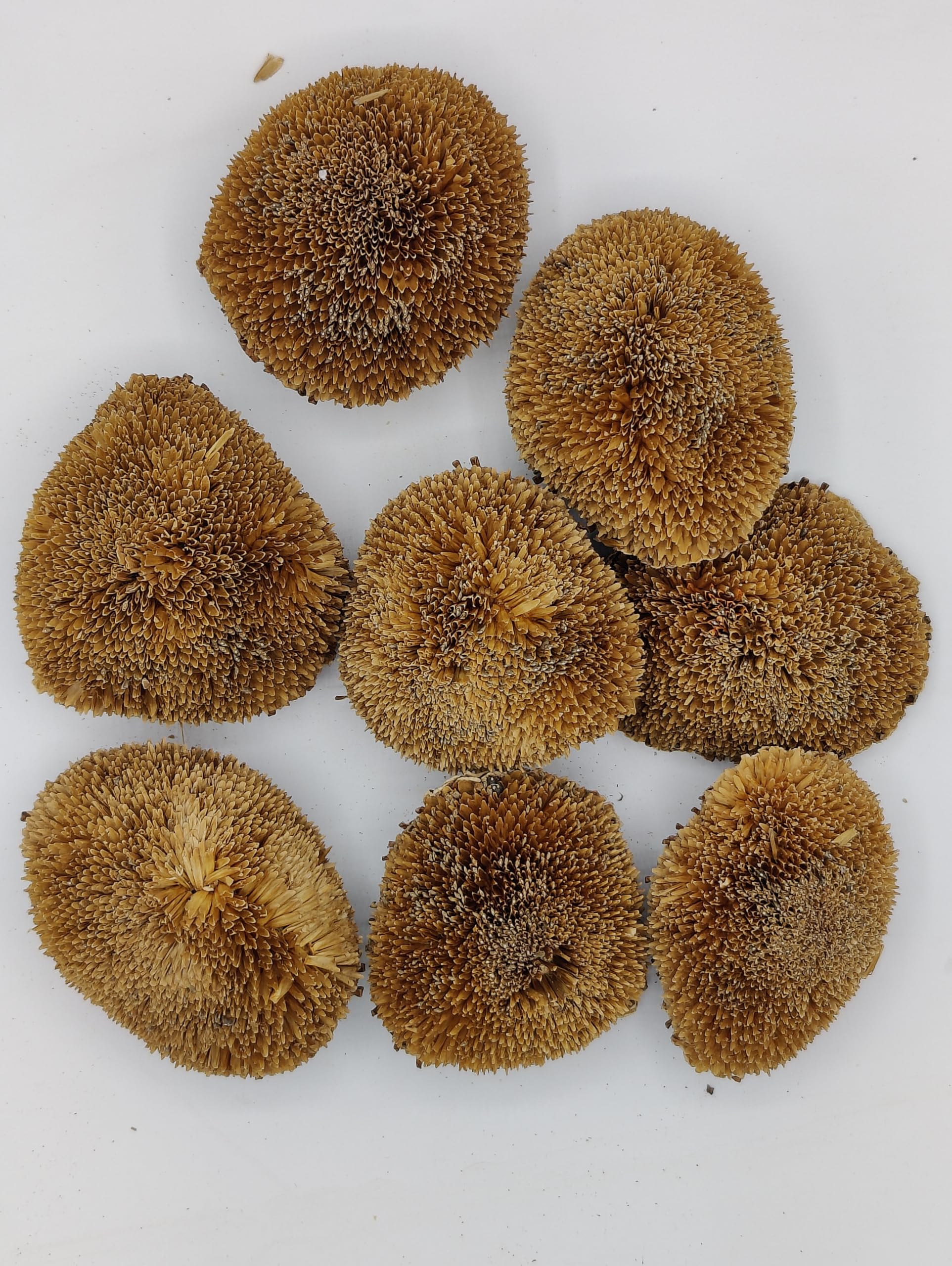 Generic Dried Real Natural Sunflower Heads, Good for Bowl Fillers and Crafts, 8 Sunflowers, 3-4 inches, Brown, OTBSRPU4