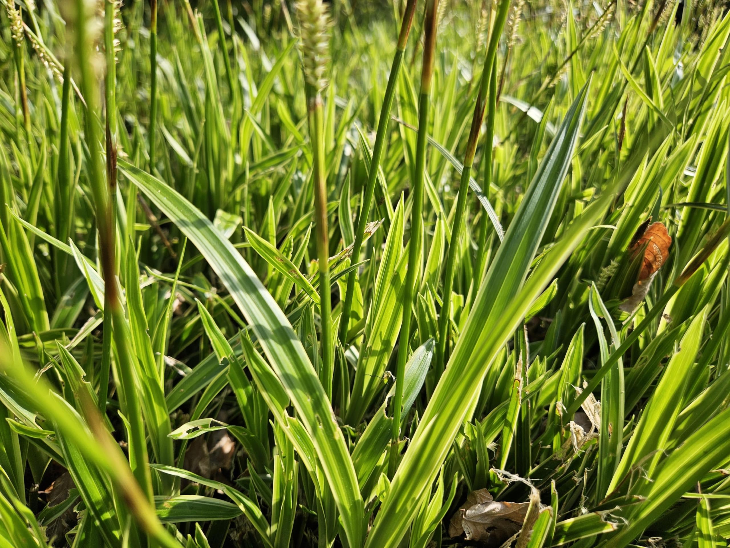 Carex morrowii 'Aureovariegata' | 48 sztuk - 10-25cm - Ø9cm - Roślina ogrodowa