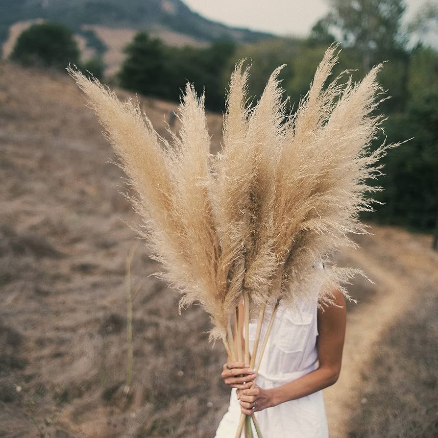 Amazon|LovPampas 5本の茎 パンパスグラス - 4フィート (48 Amazon|LovPampas 5本の茎 パンパスグラス - 4フィート (48